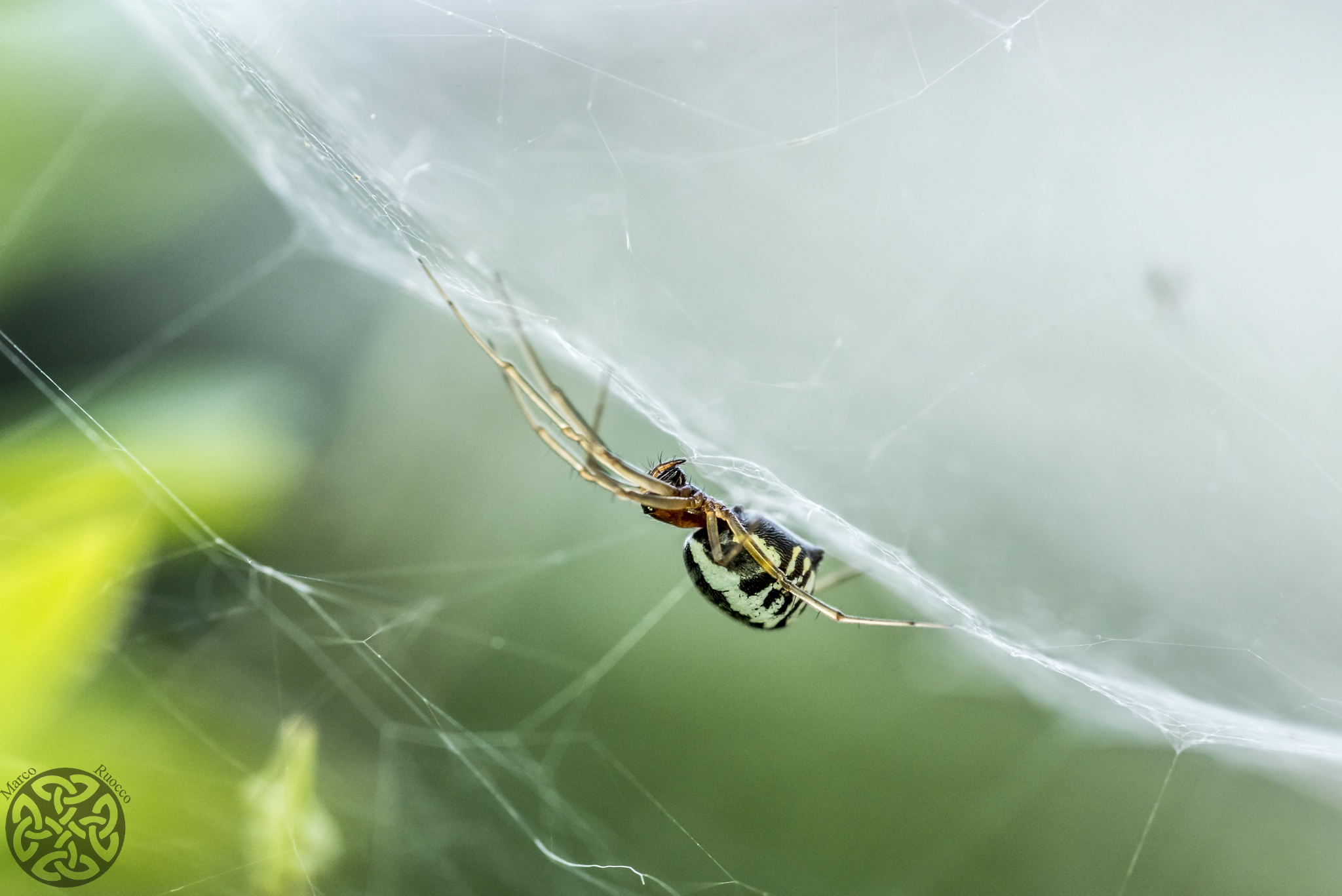Un piccolissimo Argiope e la sue densa ragnatela