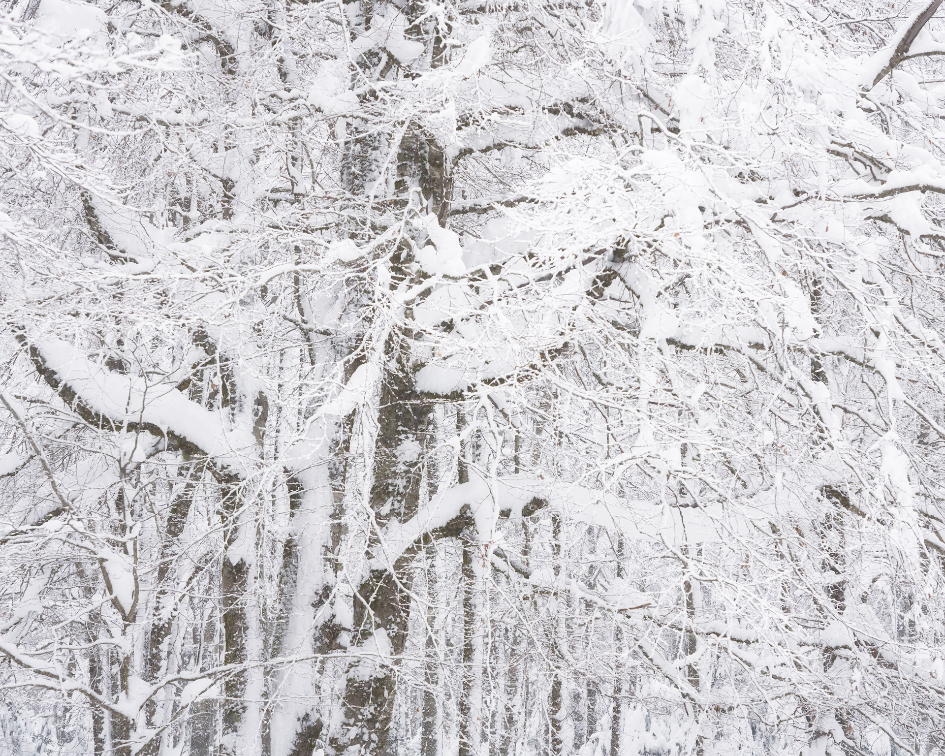 Snow Fairy, California