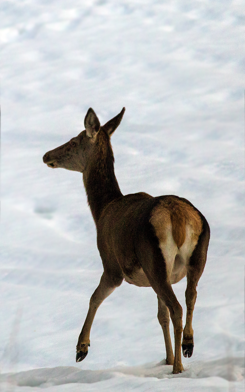 Winter deer