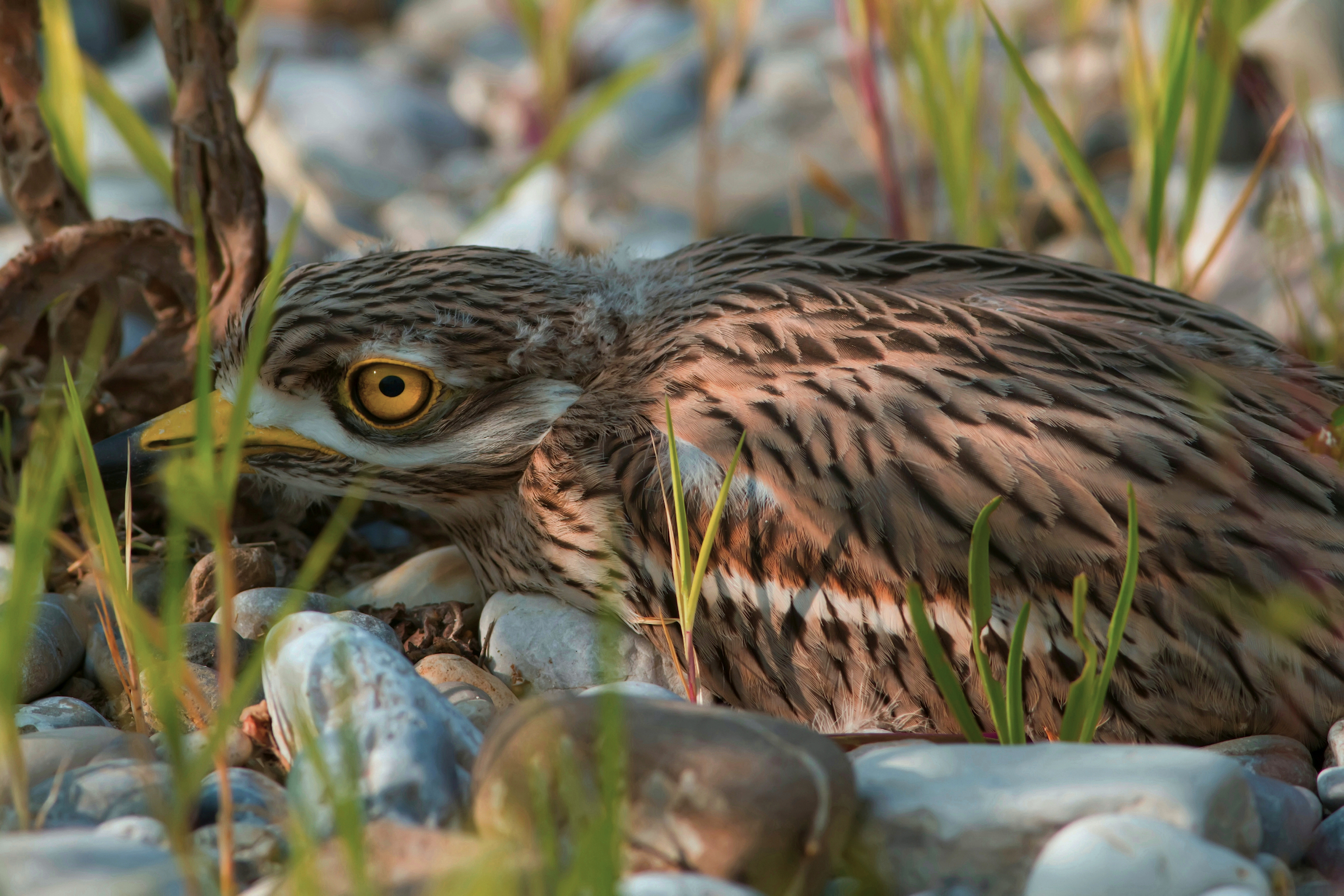 Giovane occhione (tanatosi)