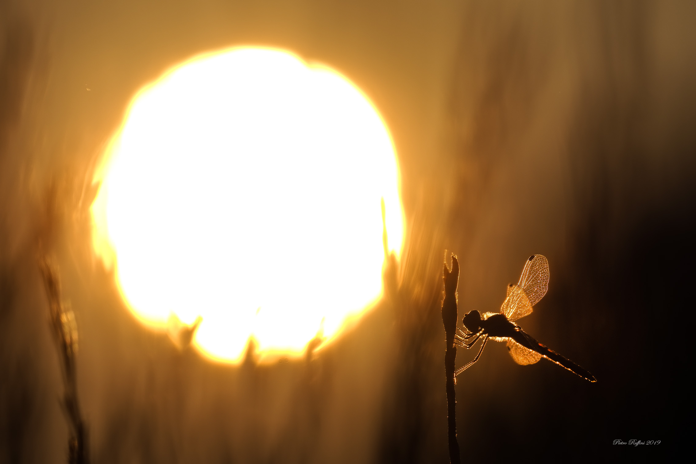 Sunrise in the fields