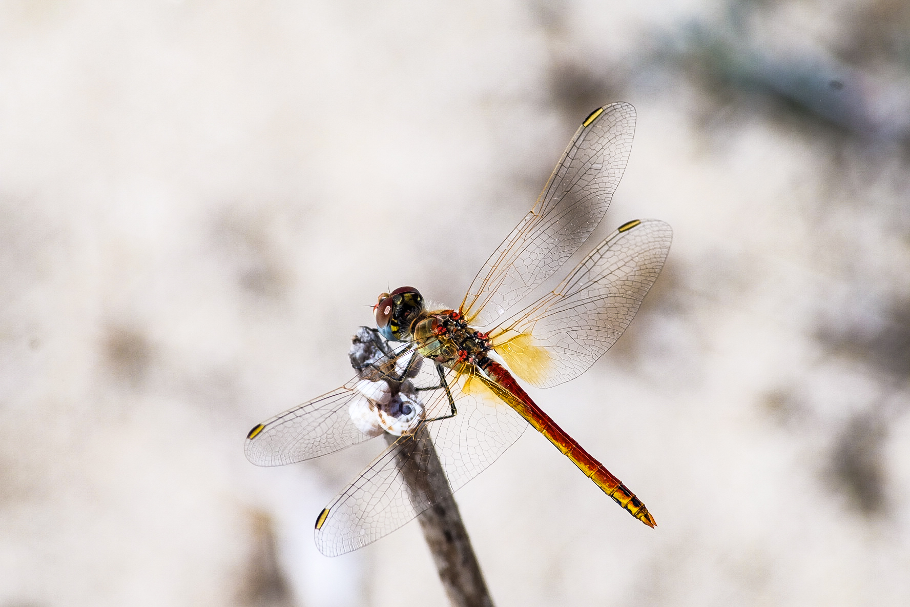 dragonfly
