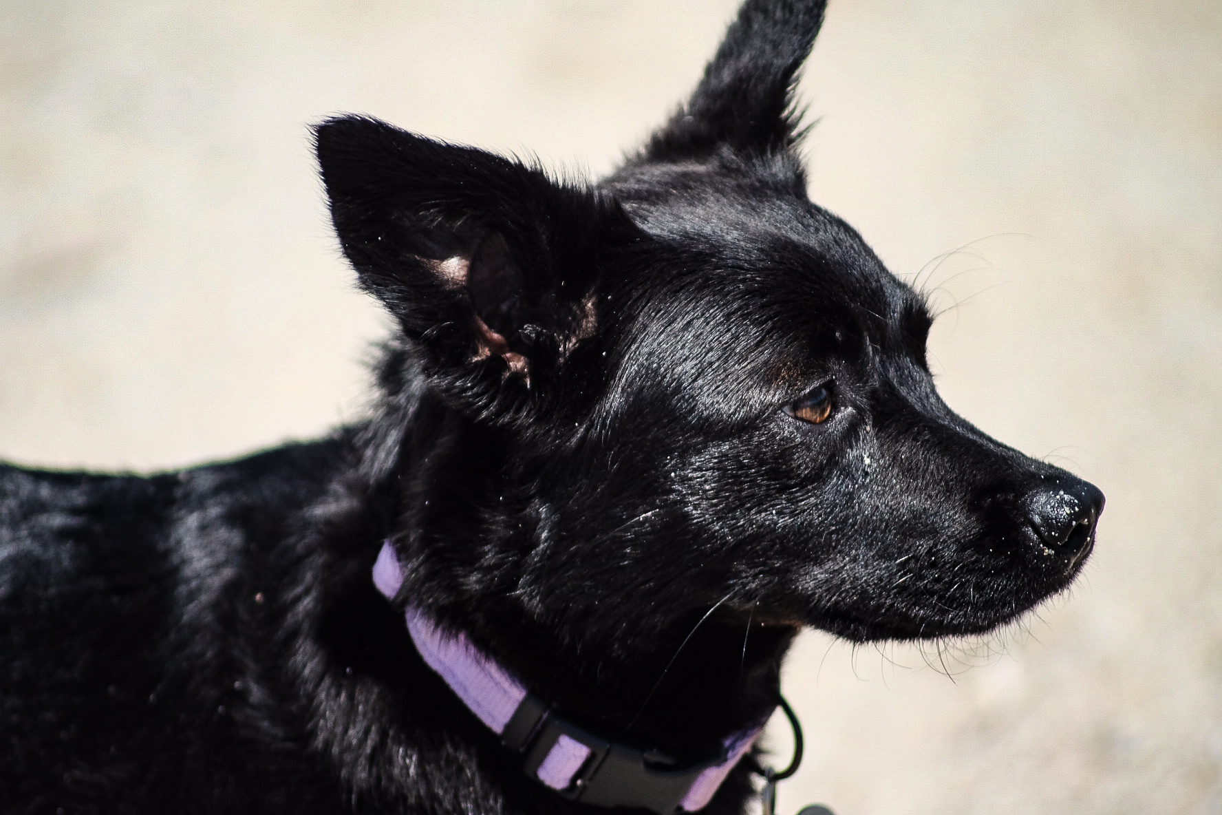 my little dog.....lupetta nera dell'abissinia