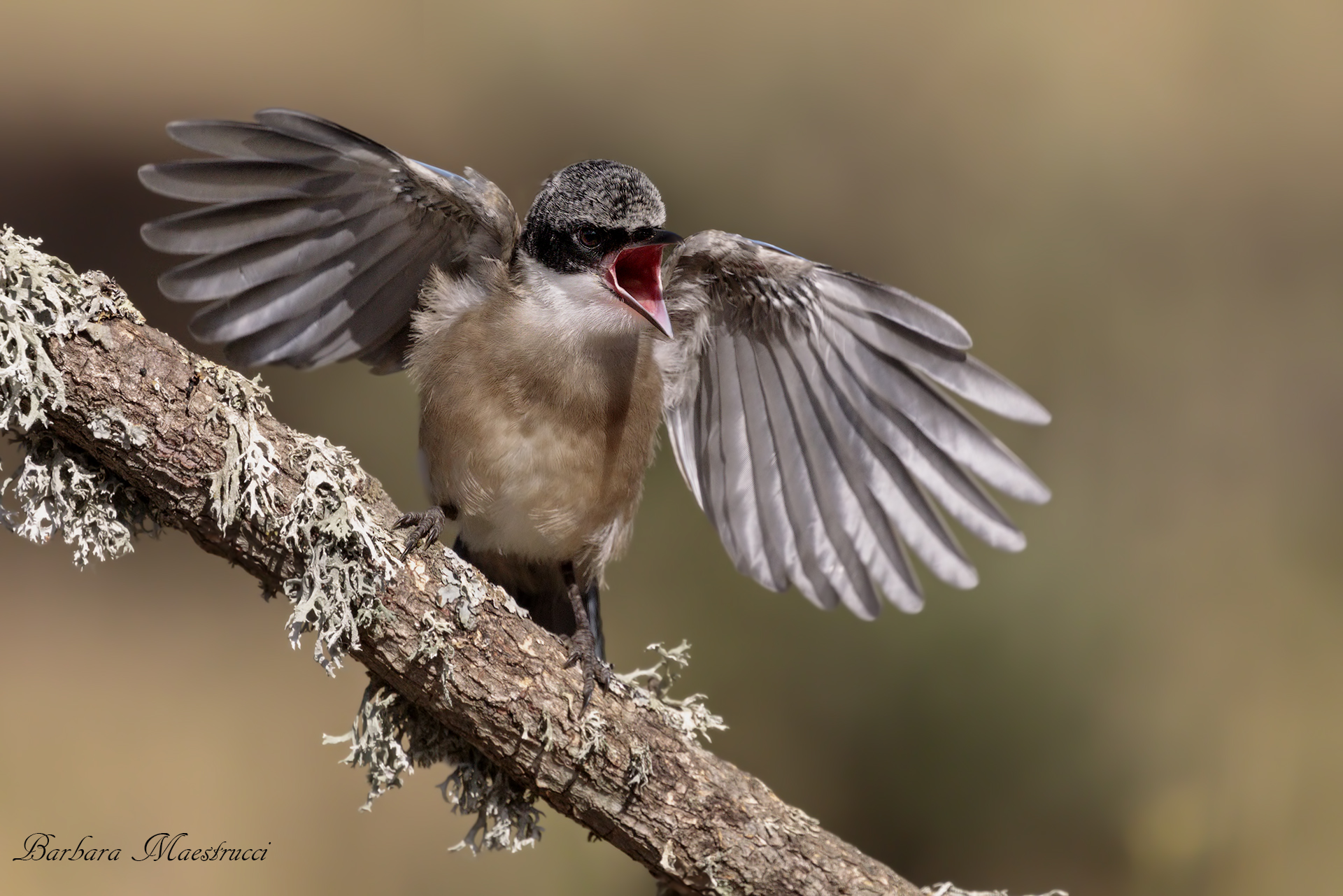 Small blue magpie.