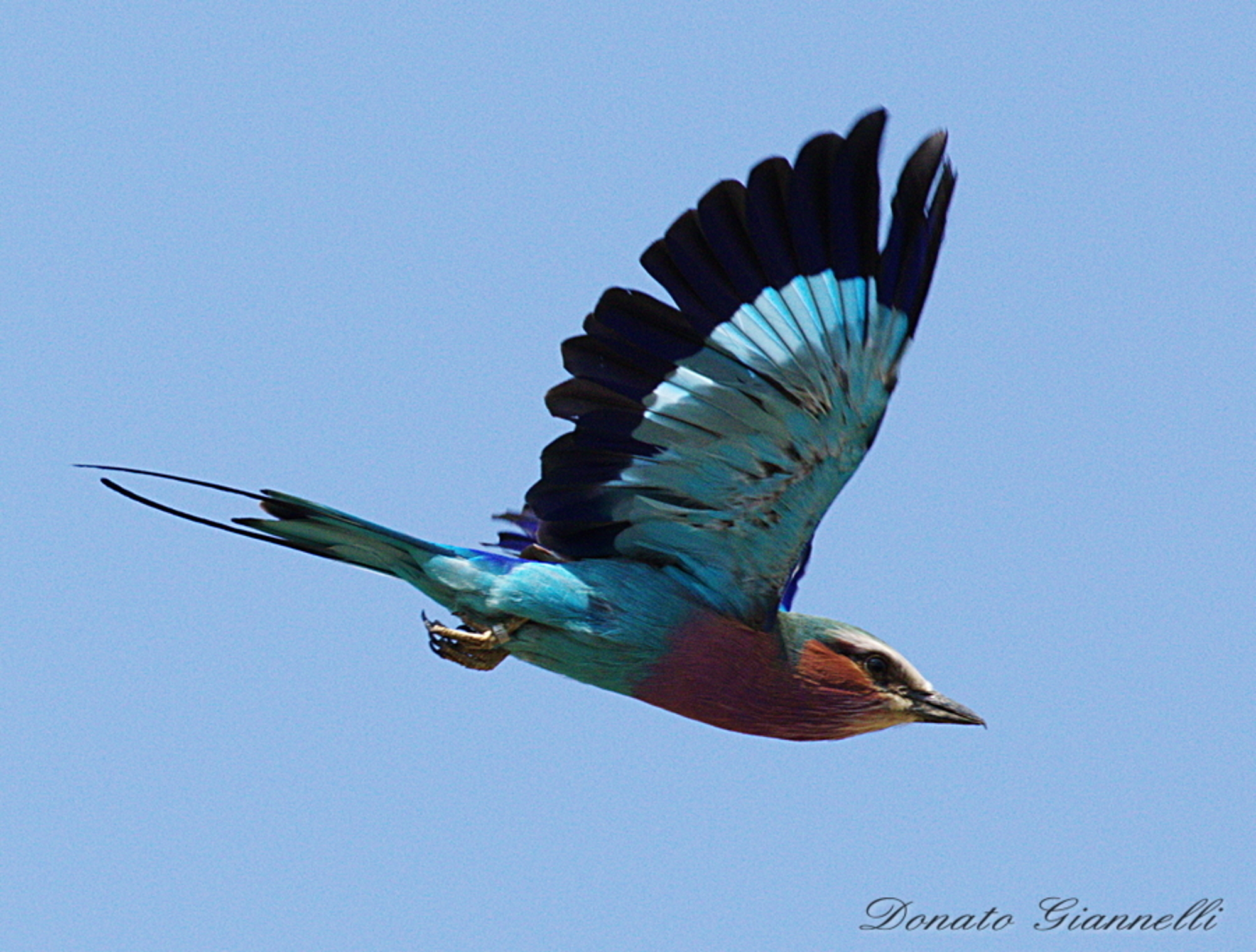 Sea jay brill-breasted sea