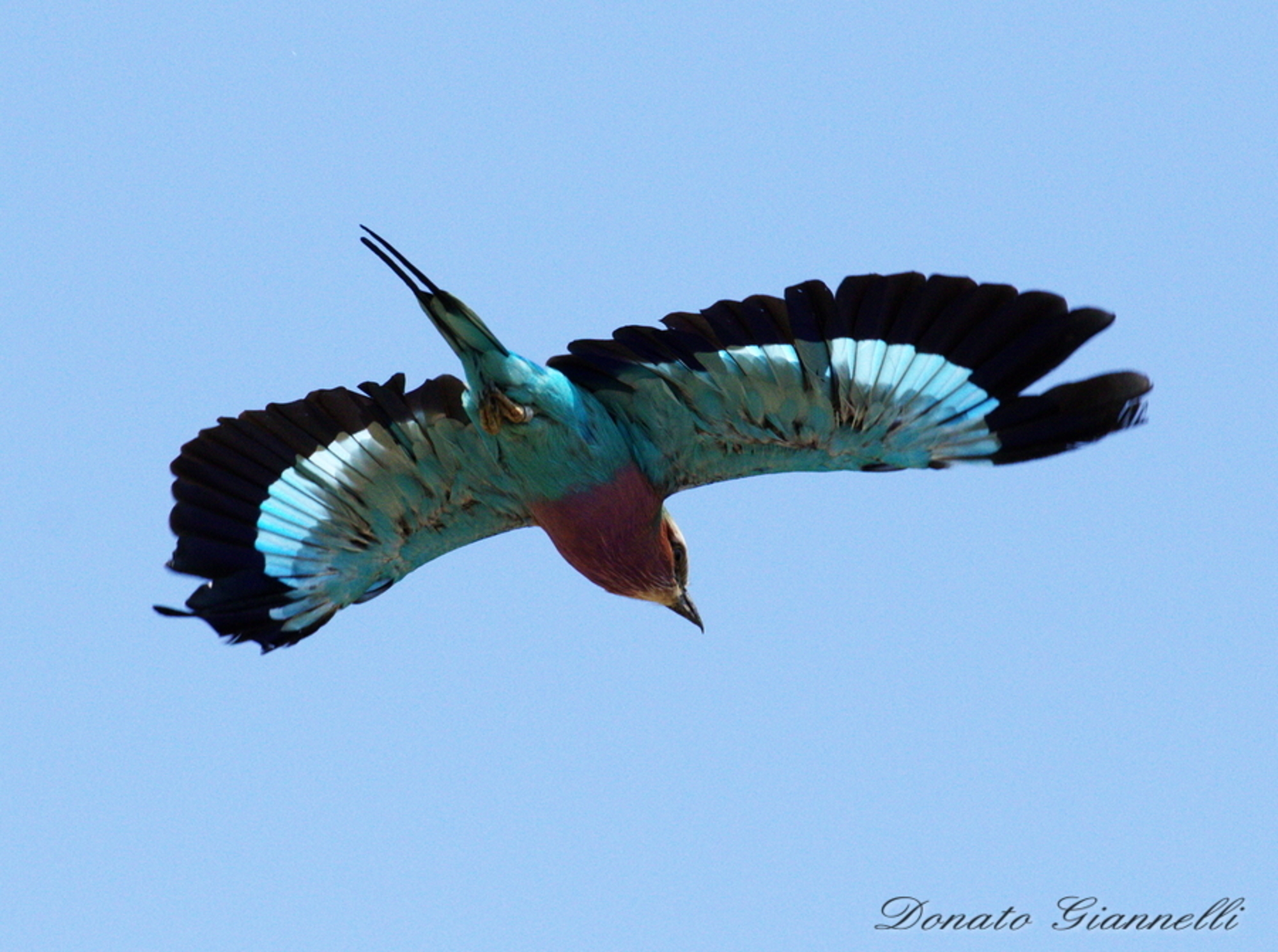 Sea jay brill-breasted sea