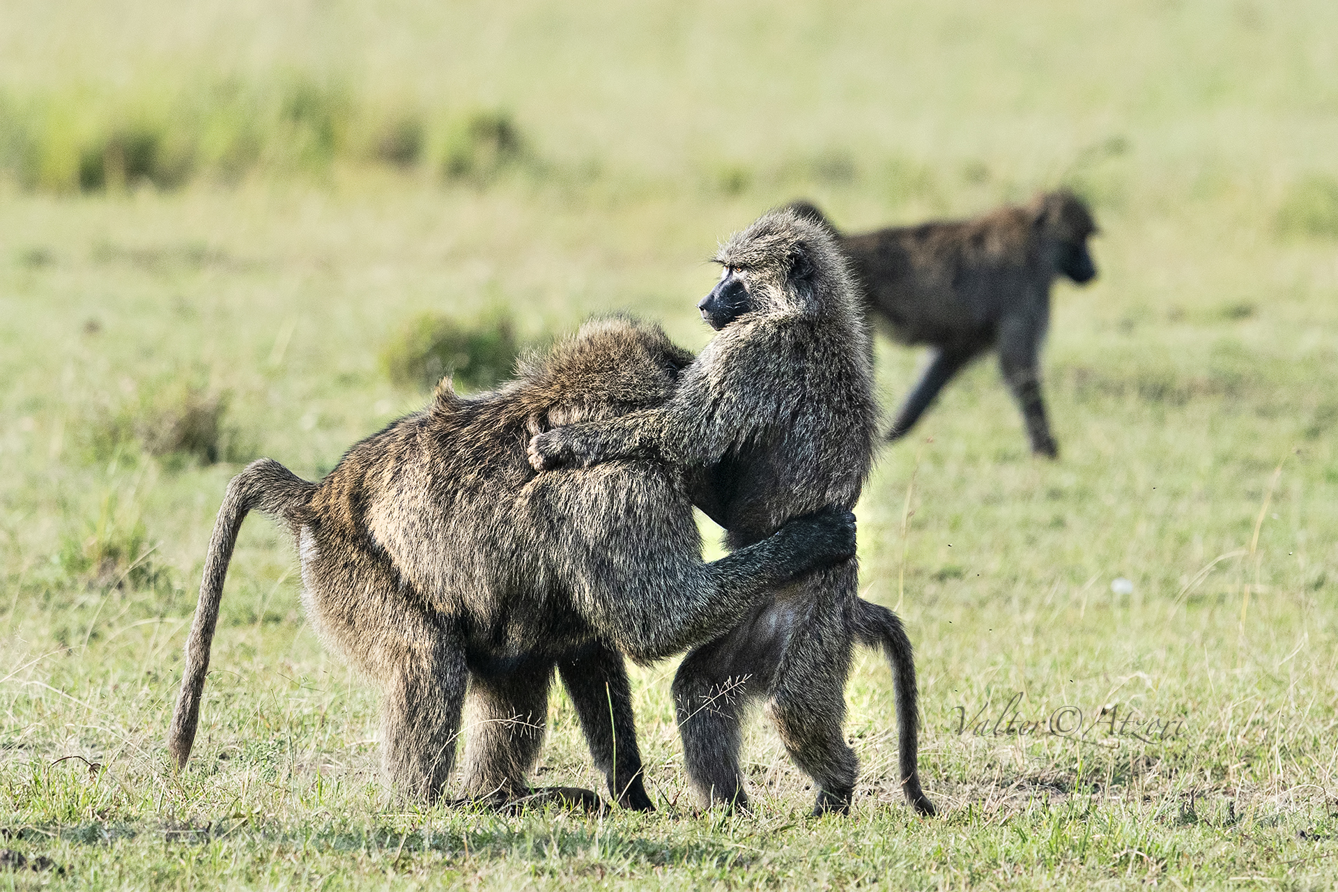 Hello Honey how are you kinda not seen.