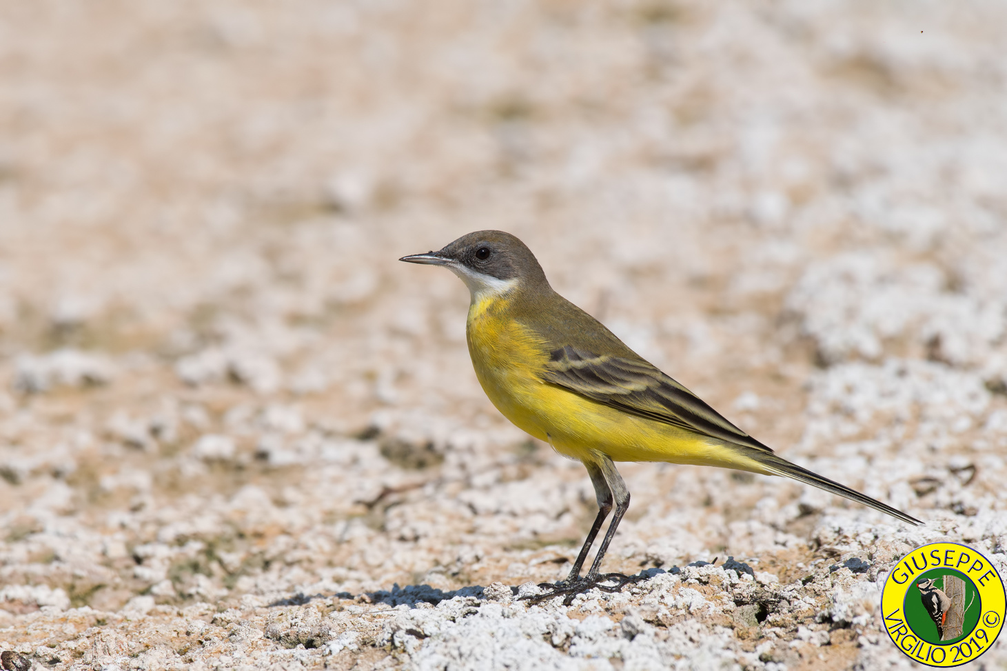 Cutrettola Motacilla flava La cutrettol (Sardegna) 2019
