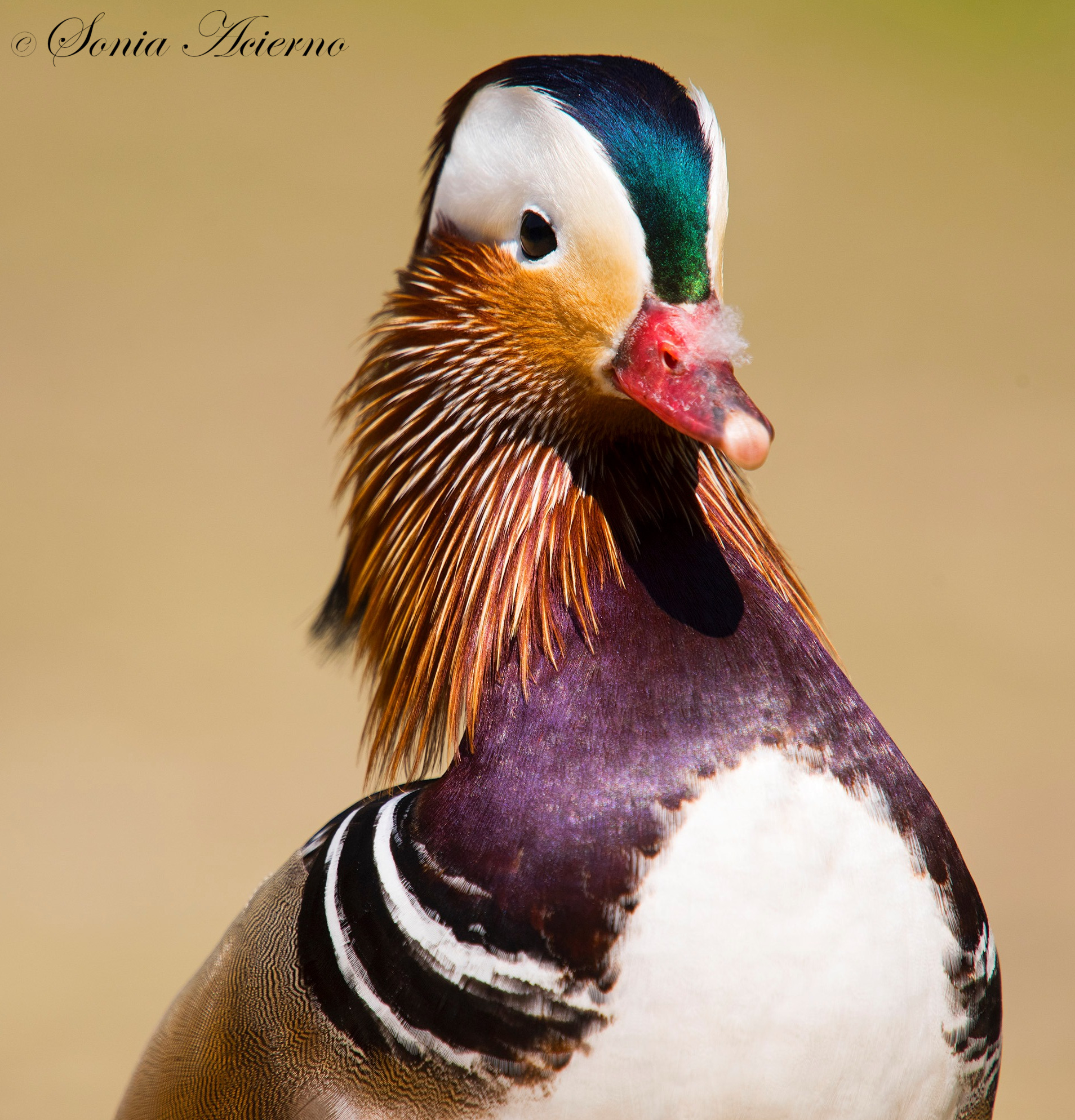 Mandarin duck (Aix galericulata)