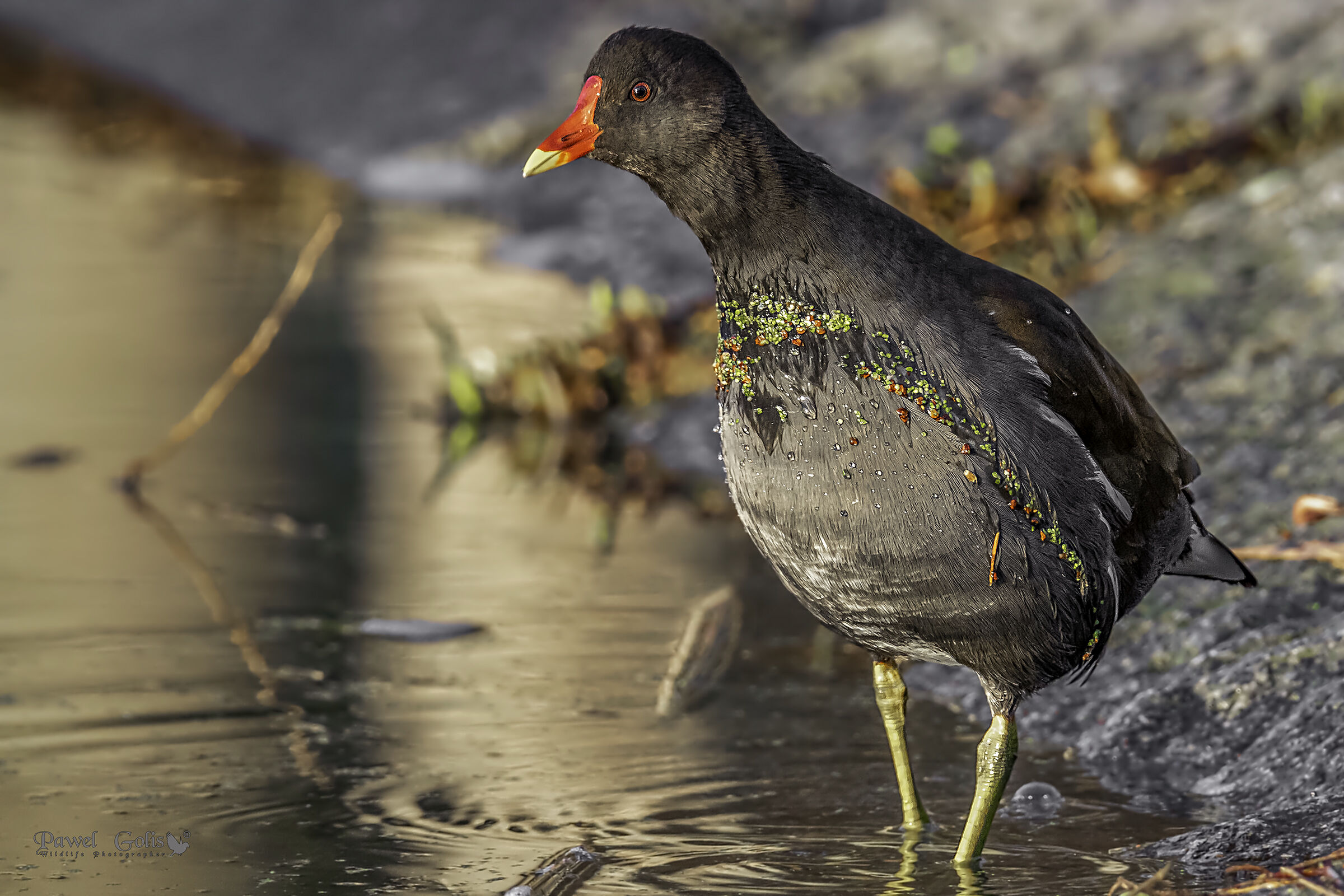 Bruhen comune (Gallinula chloropus)