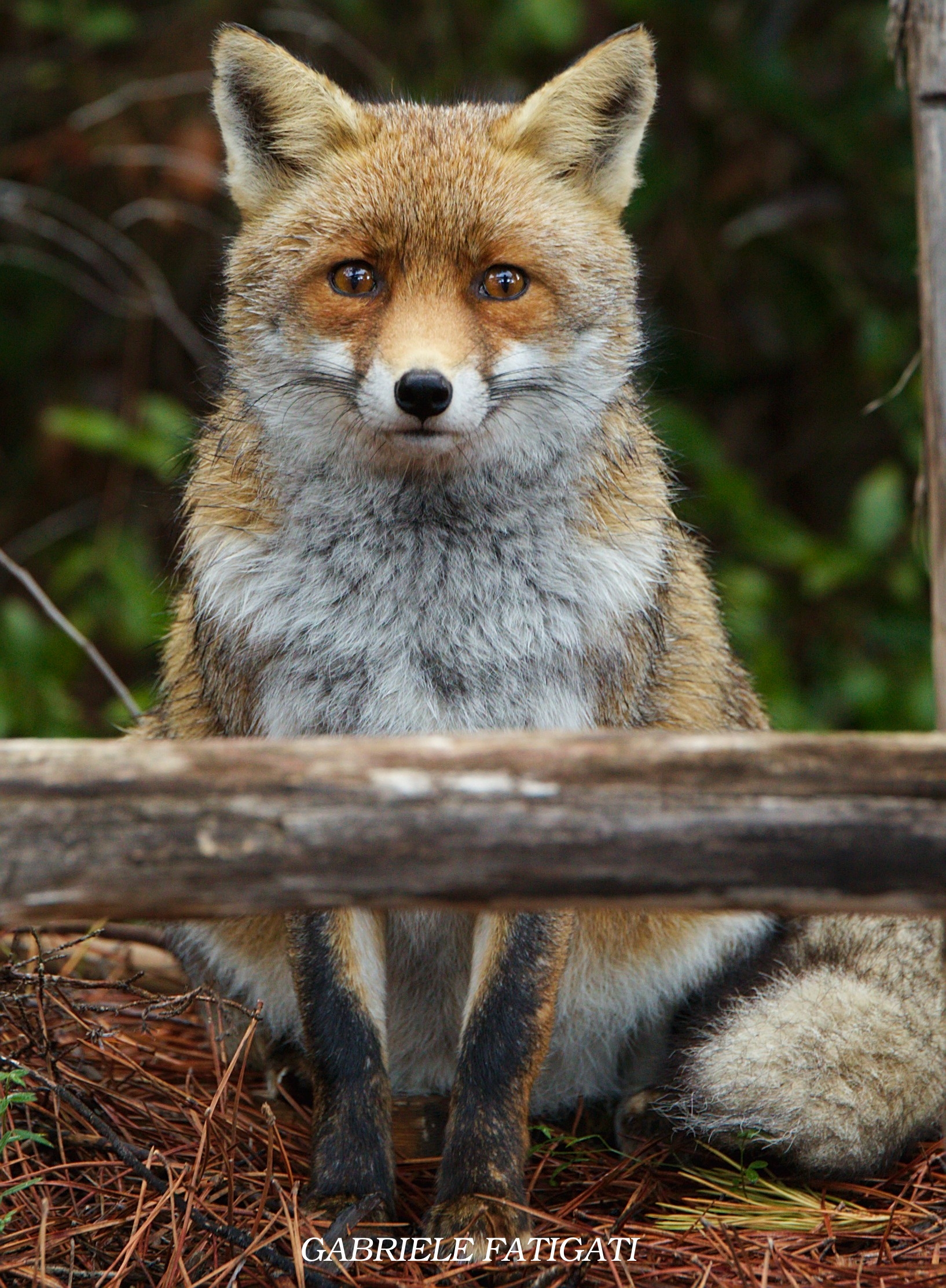 Fox posing
