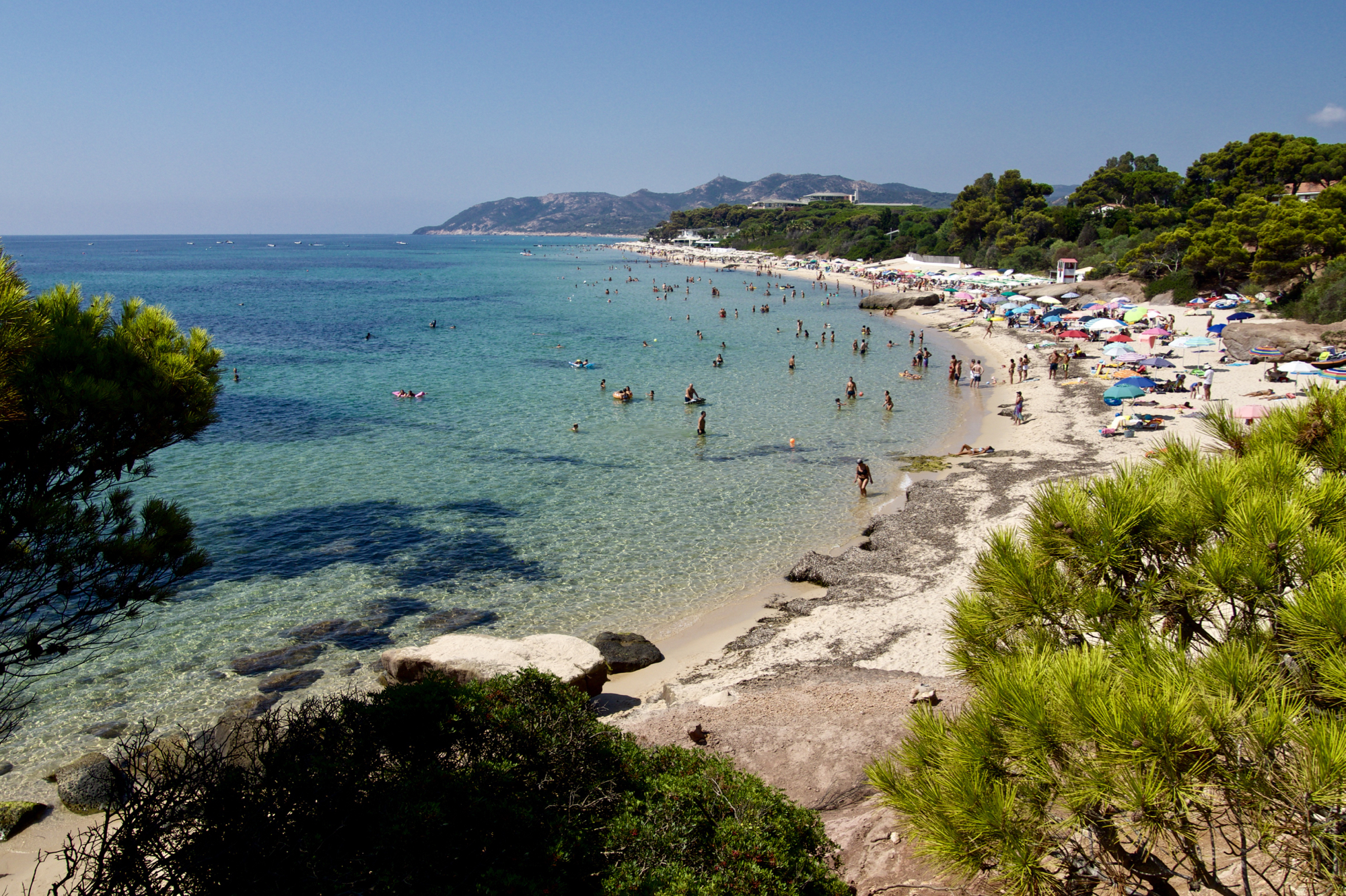 holy daisy of chrysal