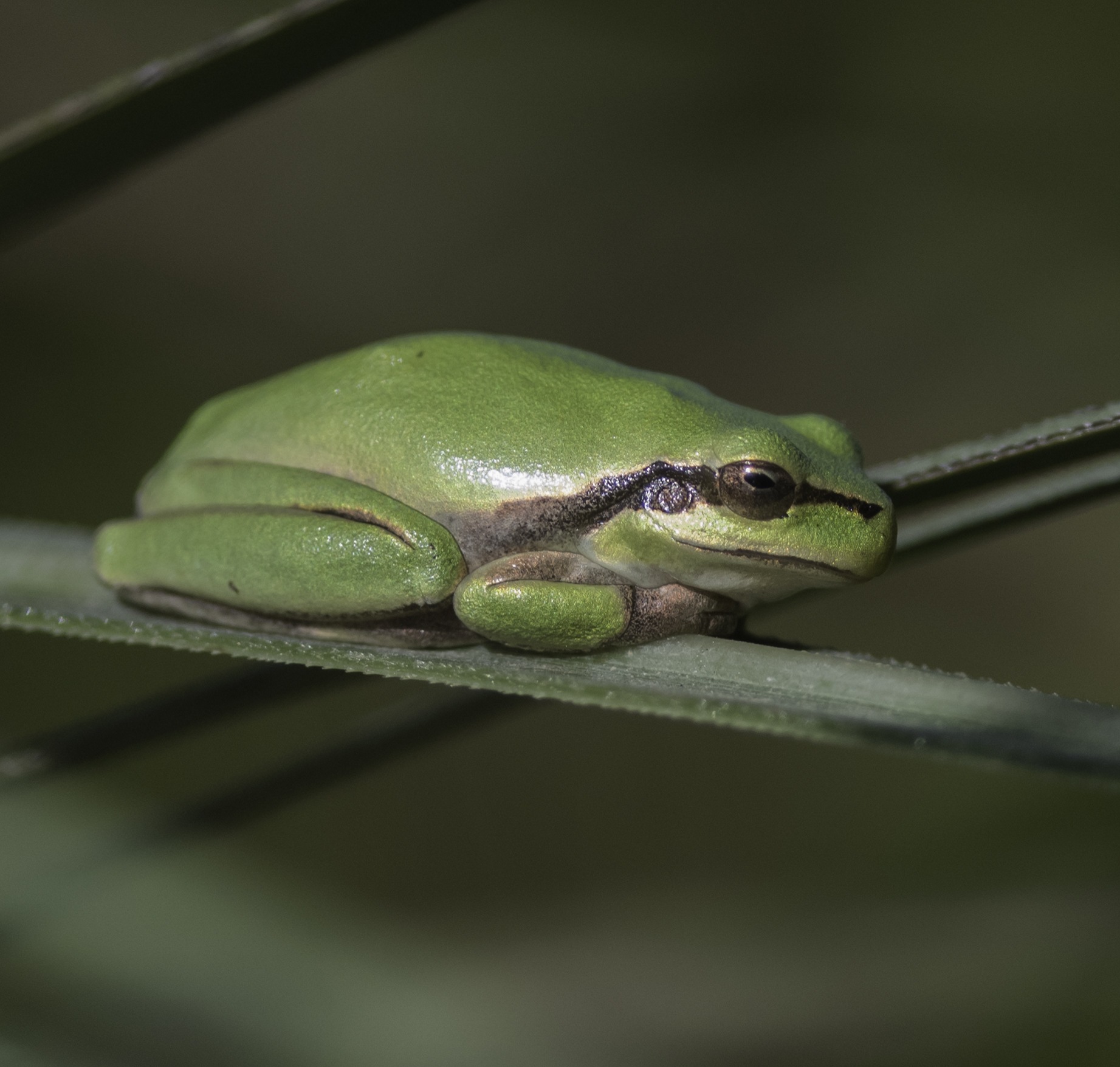 raganella - charca de Suarez- Andalucia