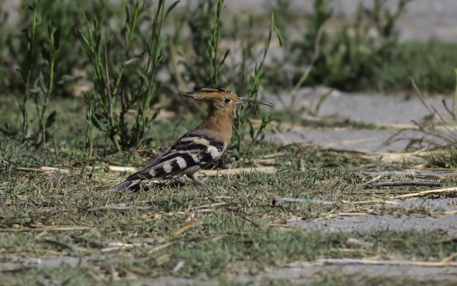 Upupa- charca de Suareza- Andalucia
