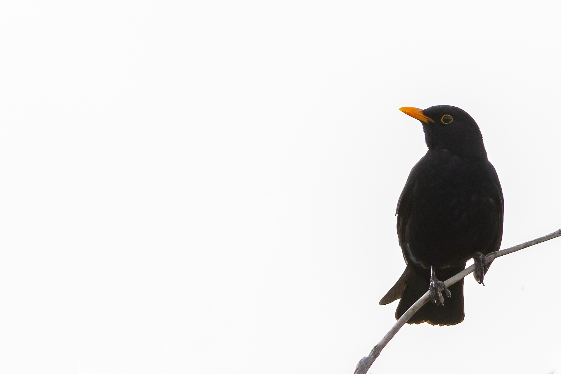 my name is bird, blackbird