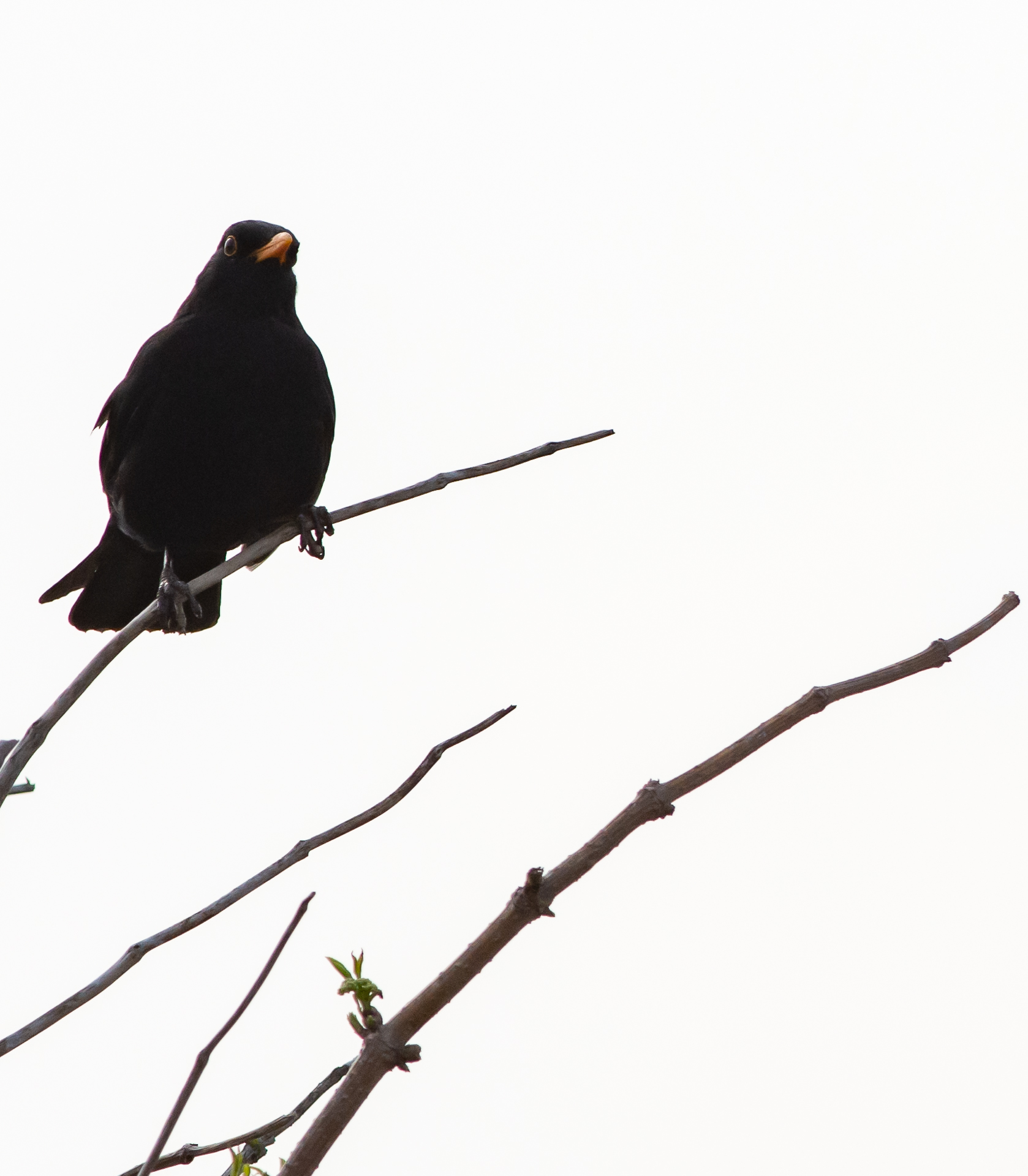 my name is bird, blackbird