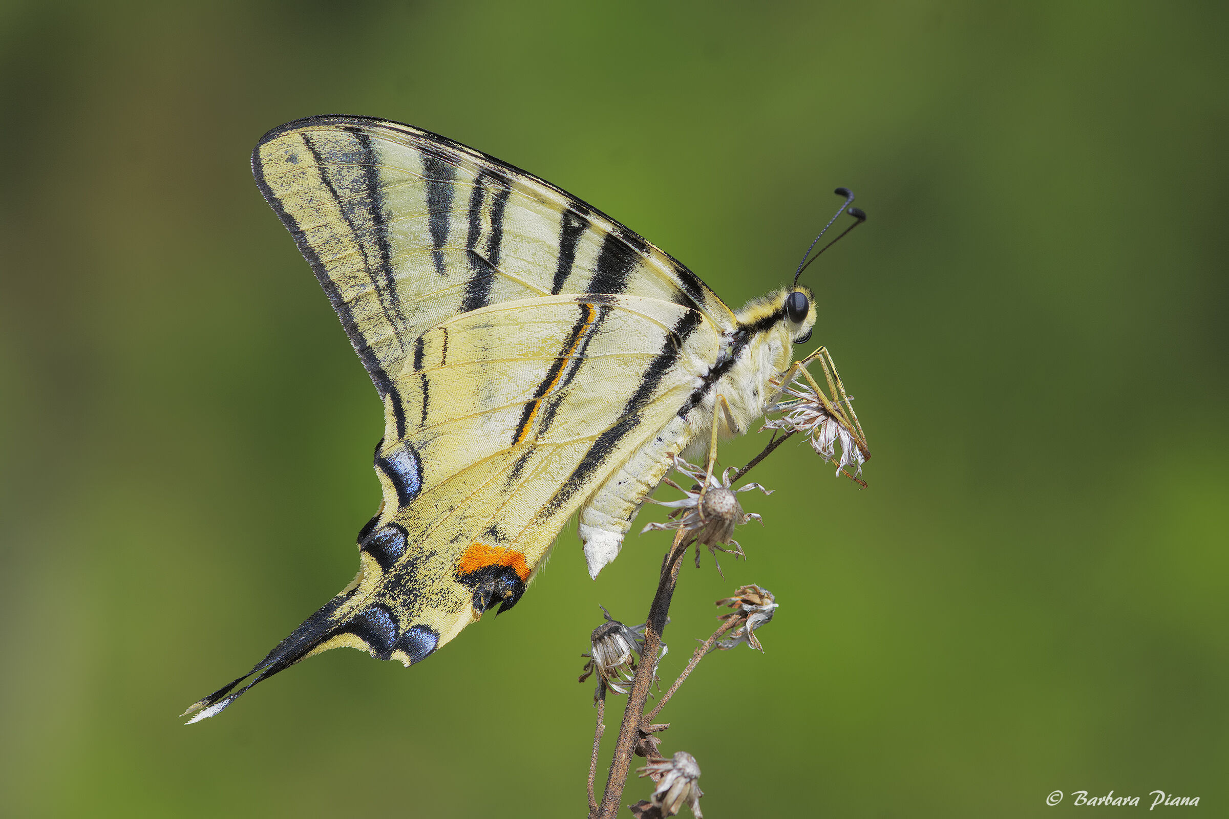 Iphiclides podalirius