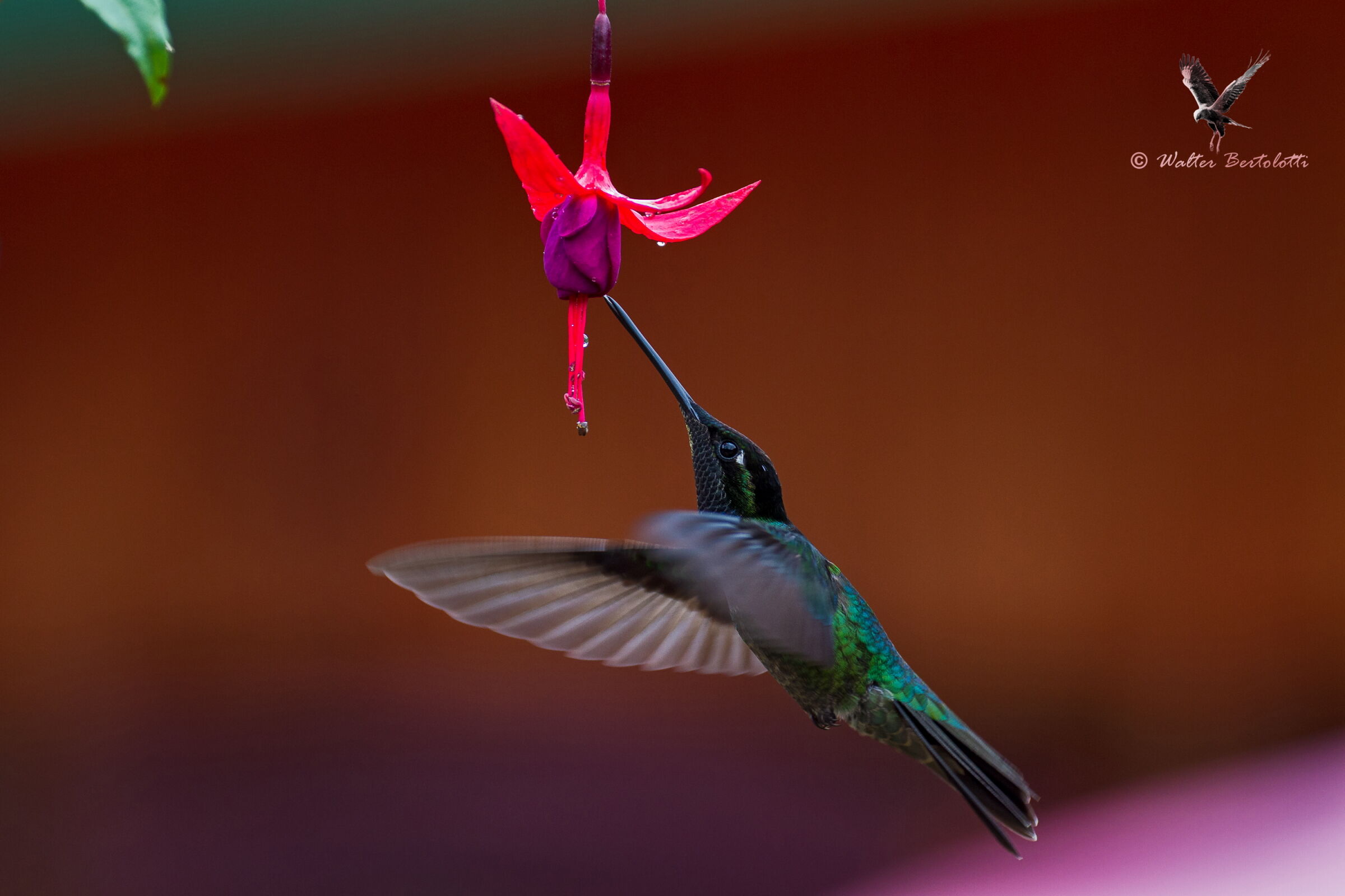 anche il giardino è mio