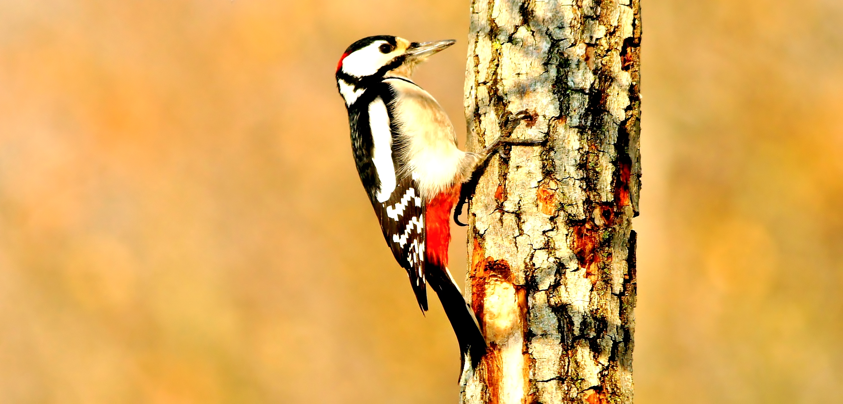 woodpecker Querciola