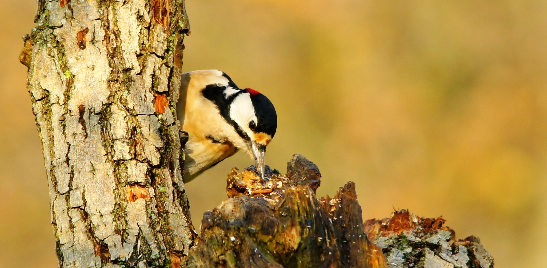 the woodpecker Querciola
