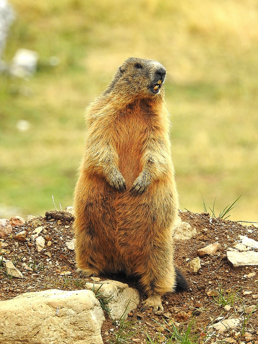 Sentinel Marmot