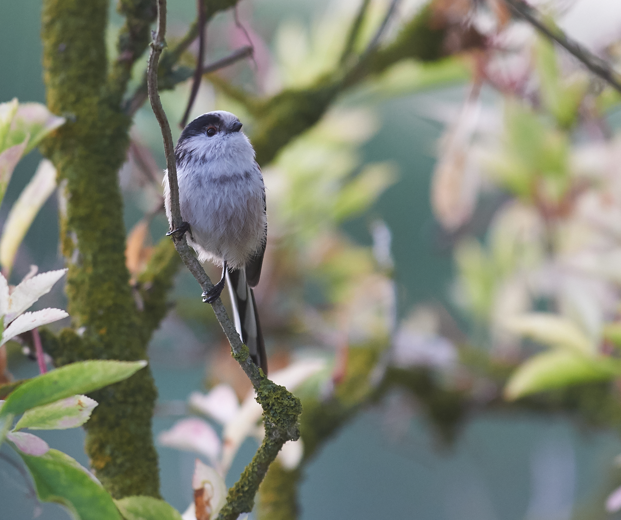 Long-tailed tit juvenile