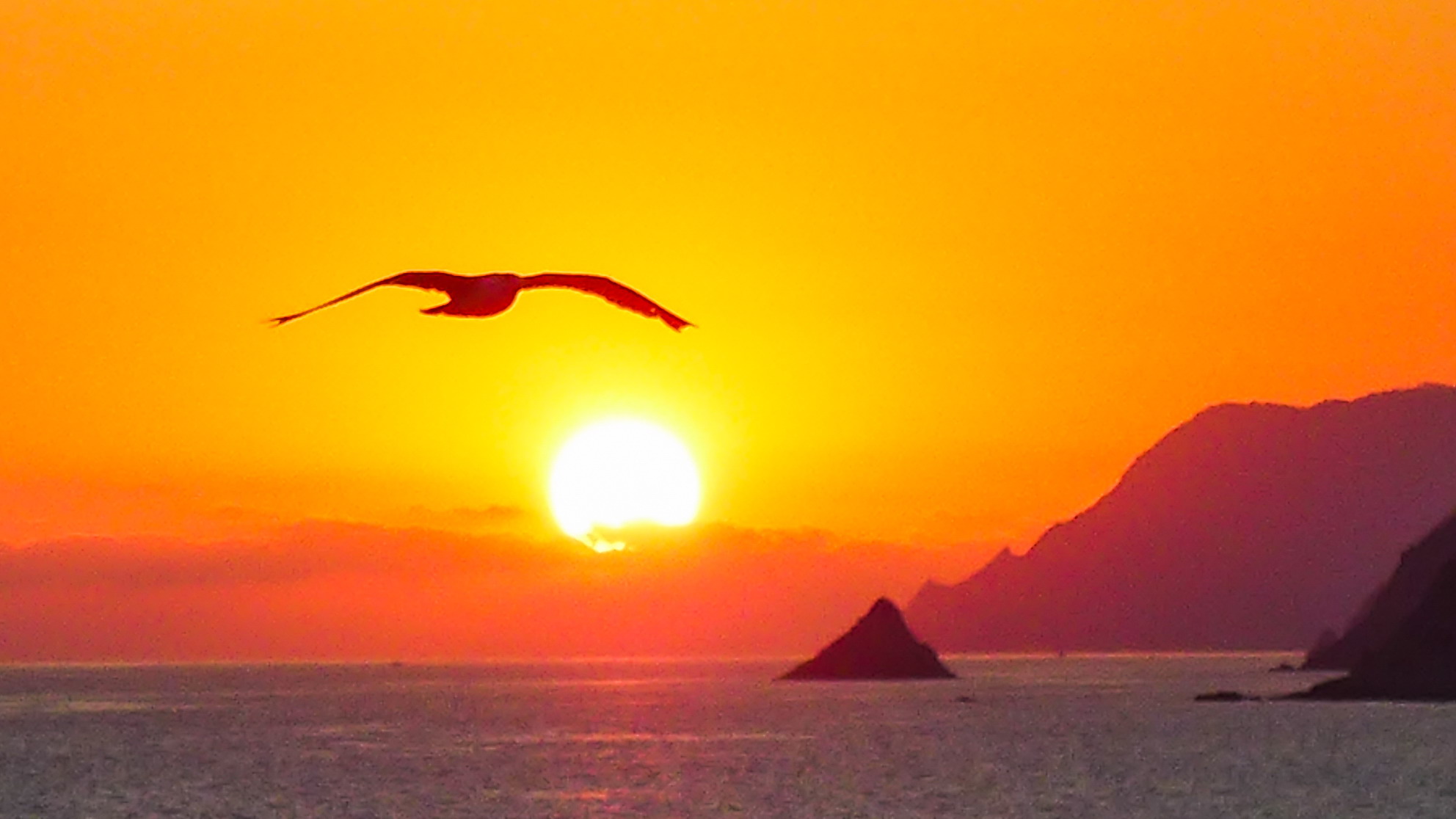 The seagull salute (crop)