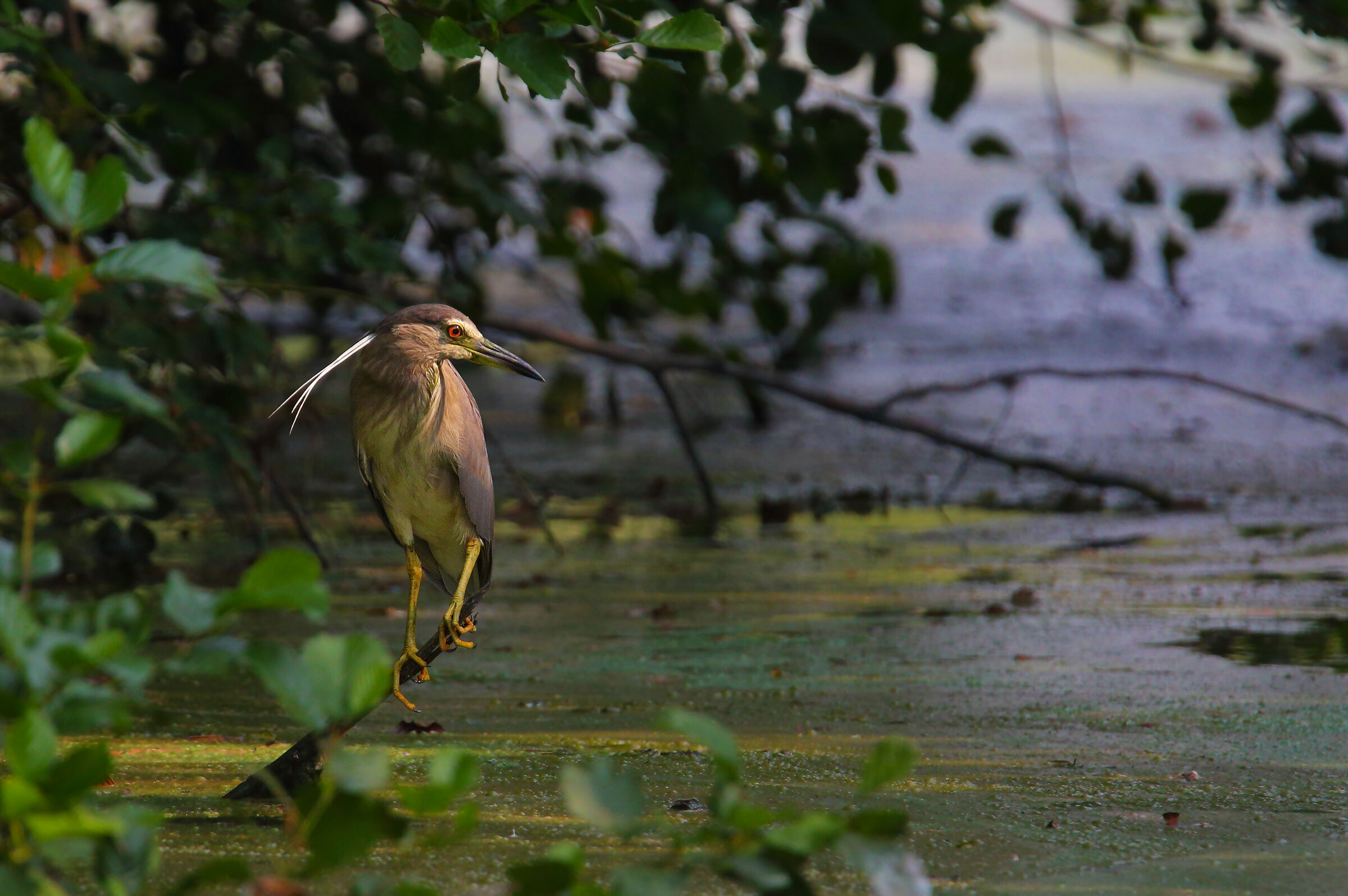 nitticora ambientata