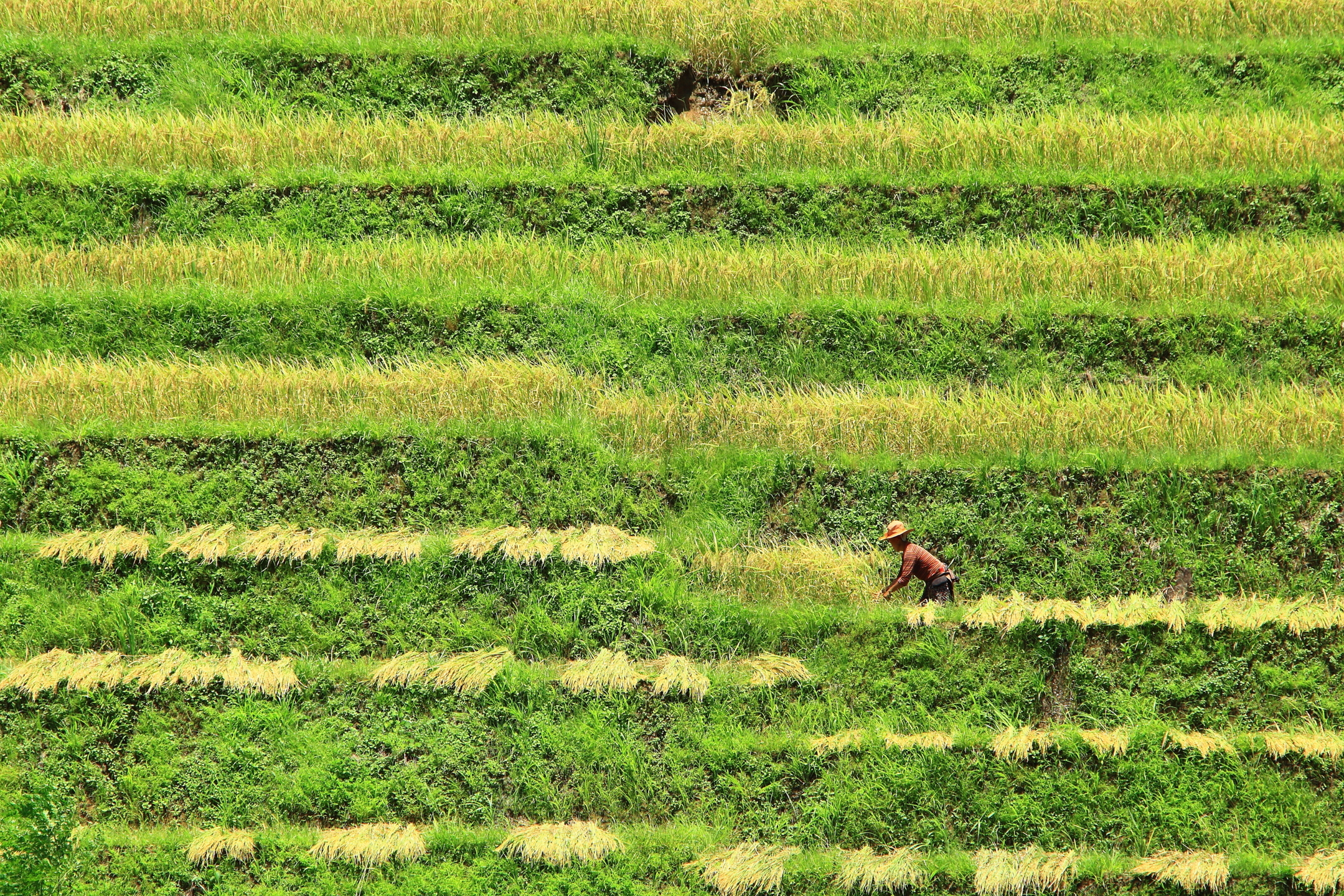 Rice Harvesting Mu Cang Chai