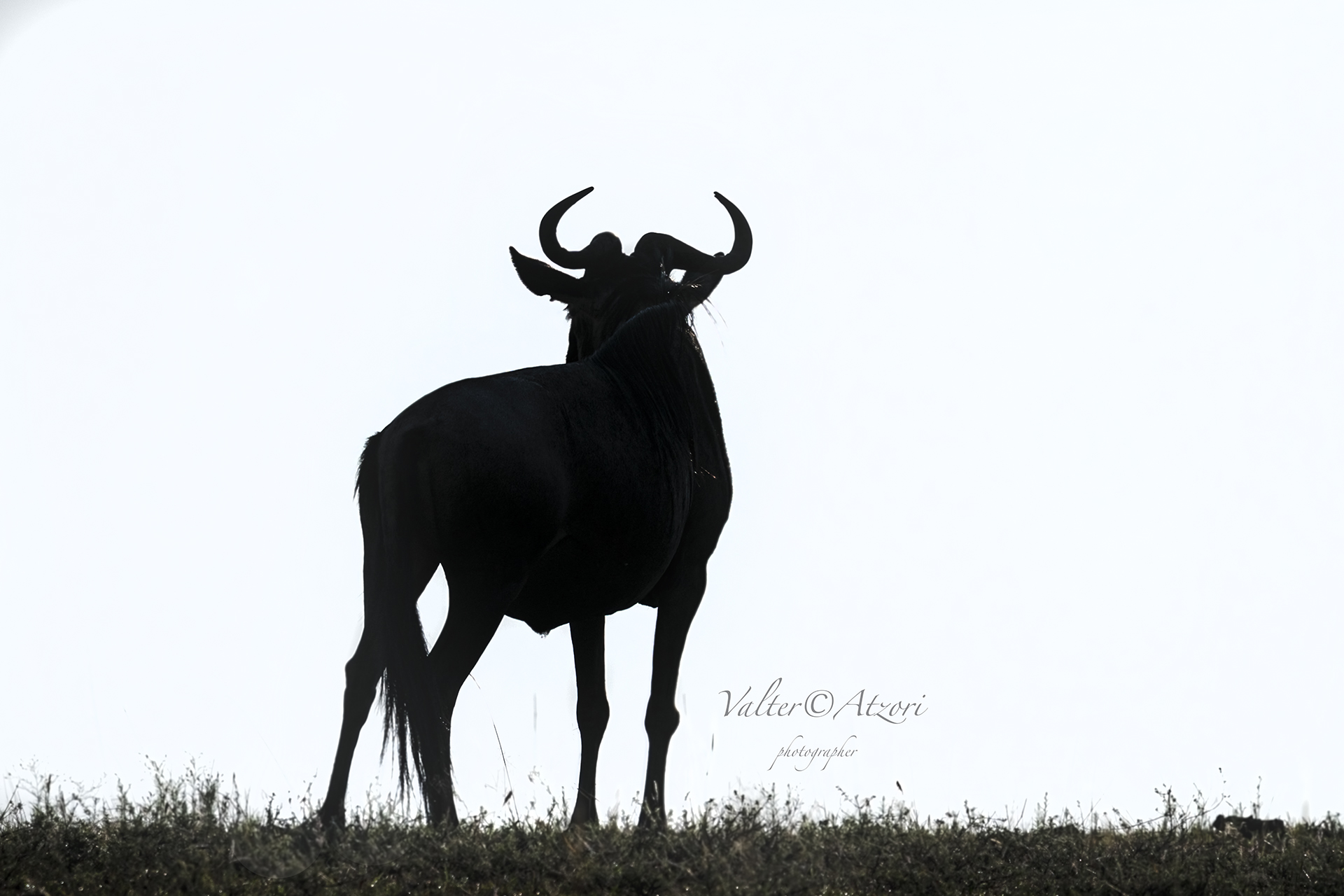Silhouette of the wildebeest
