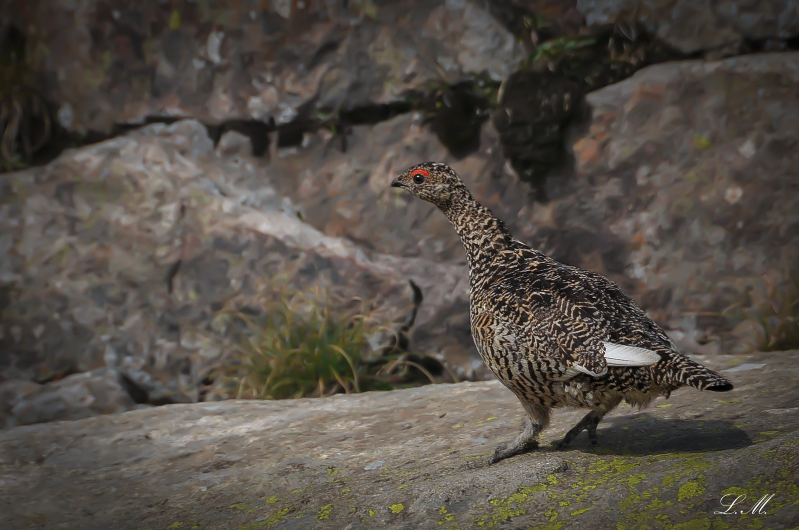 white partridge