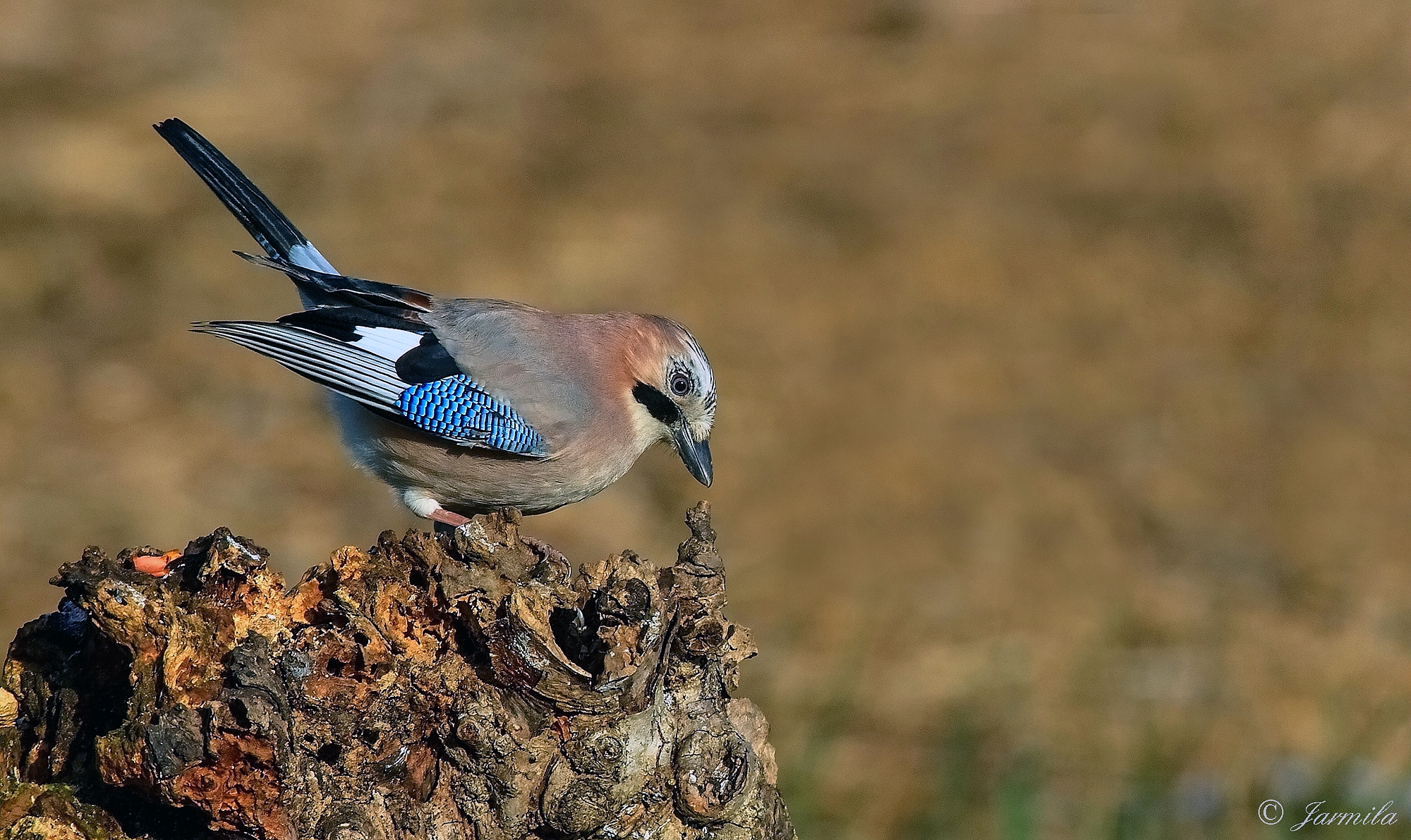 Ghiandaia - Garrulus glandarius
