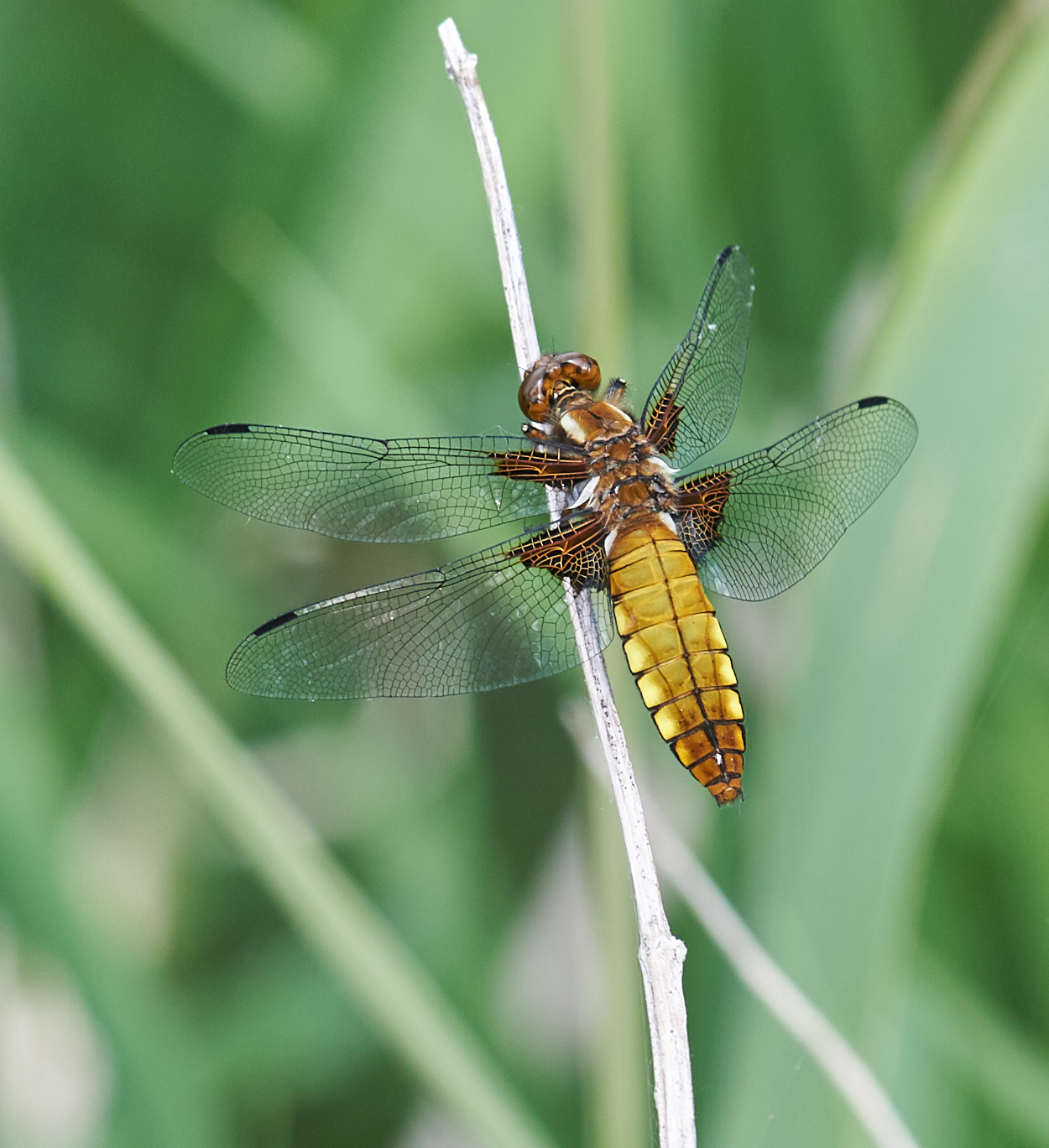 Libellula Depressa