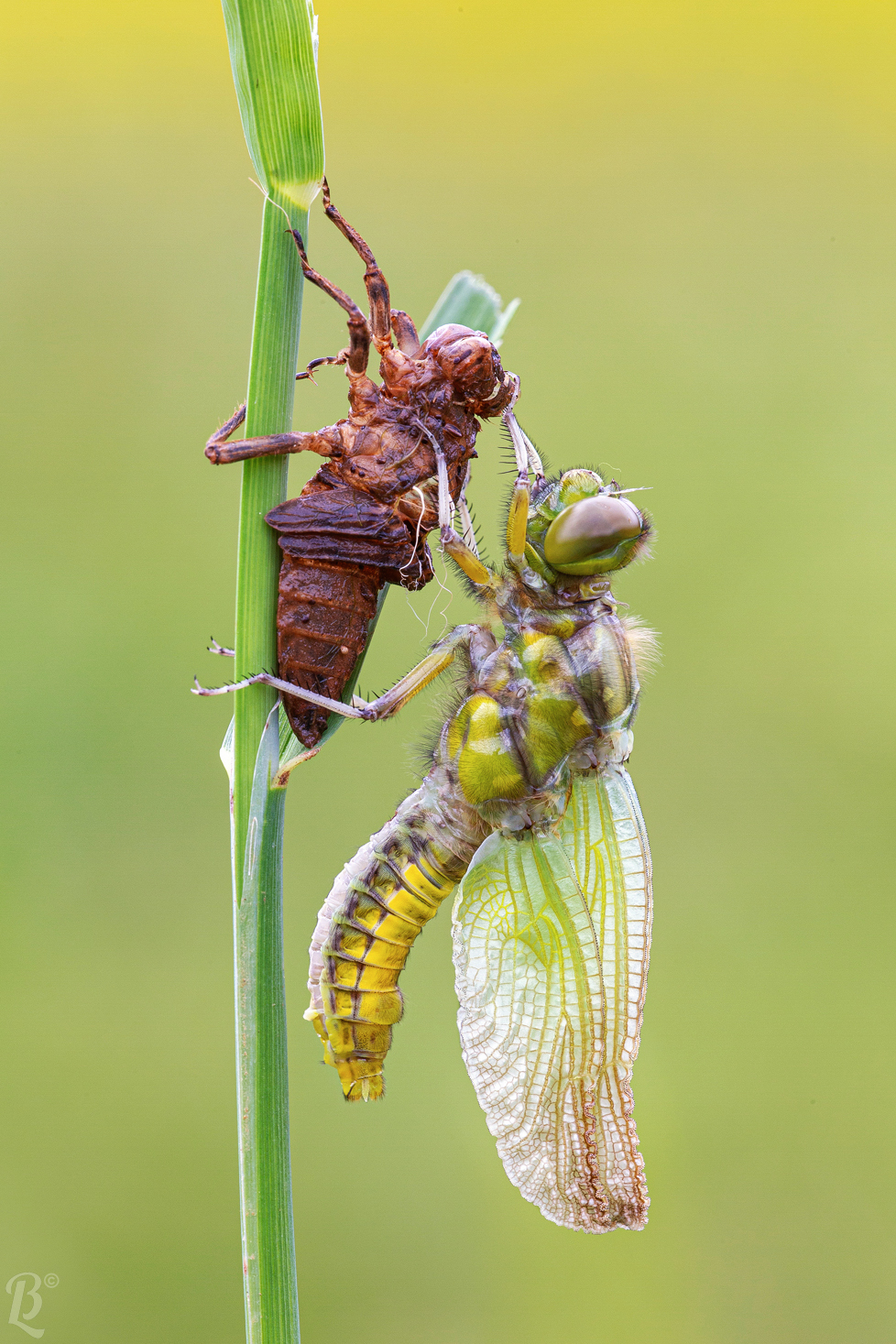 Depressed Dragonfly Exhume