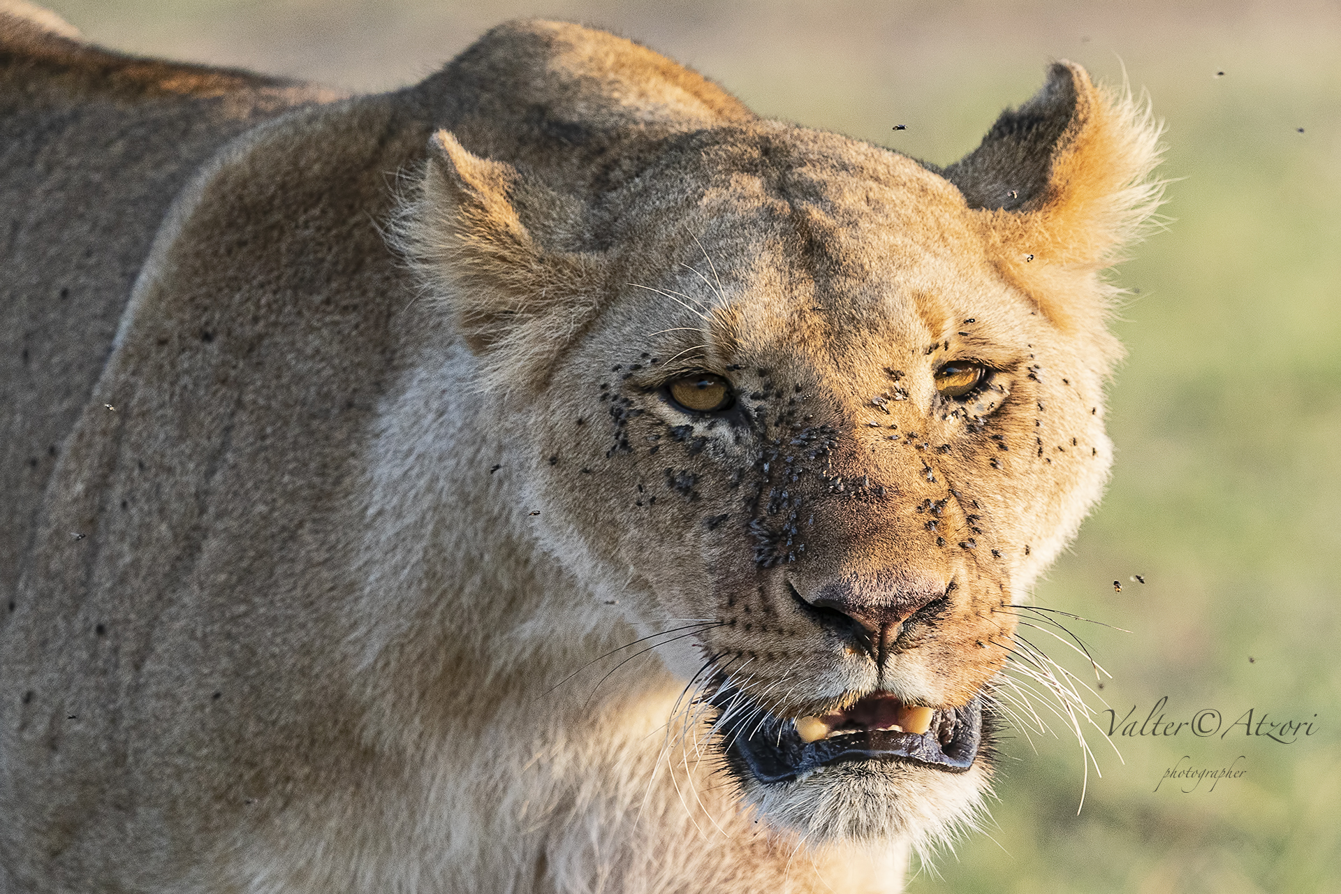 The lioness tormented by the moschini