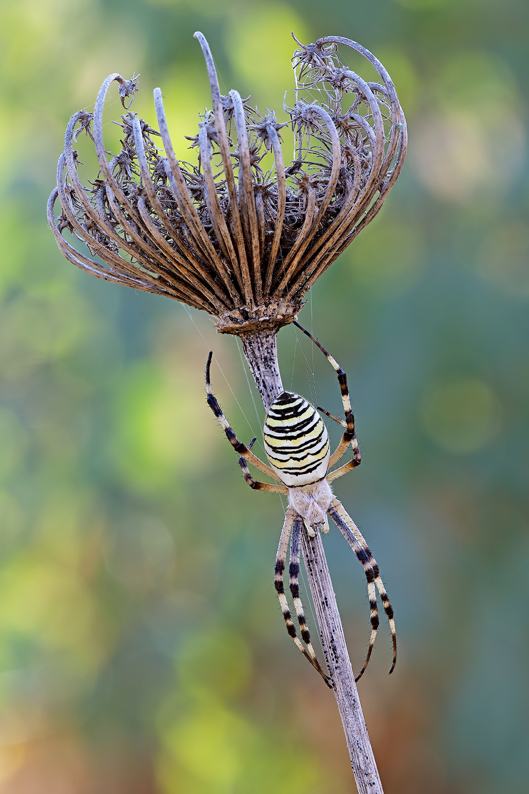 Argiope