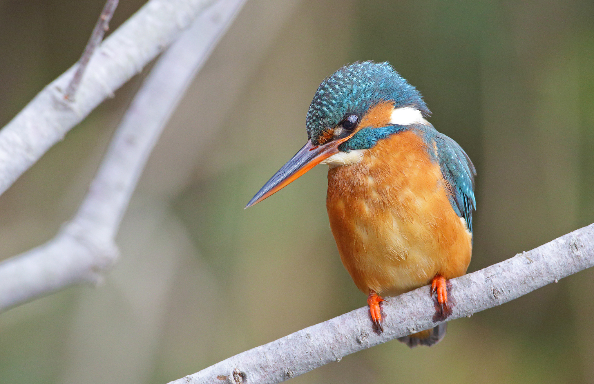 Femmina di martin pescatore