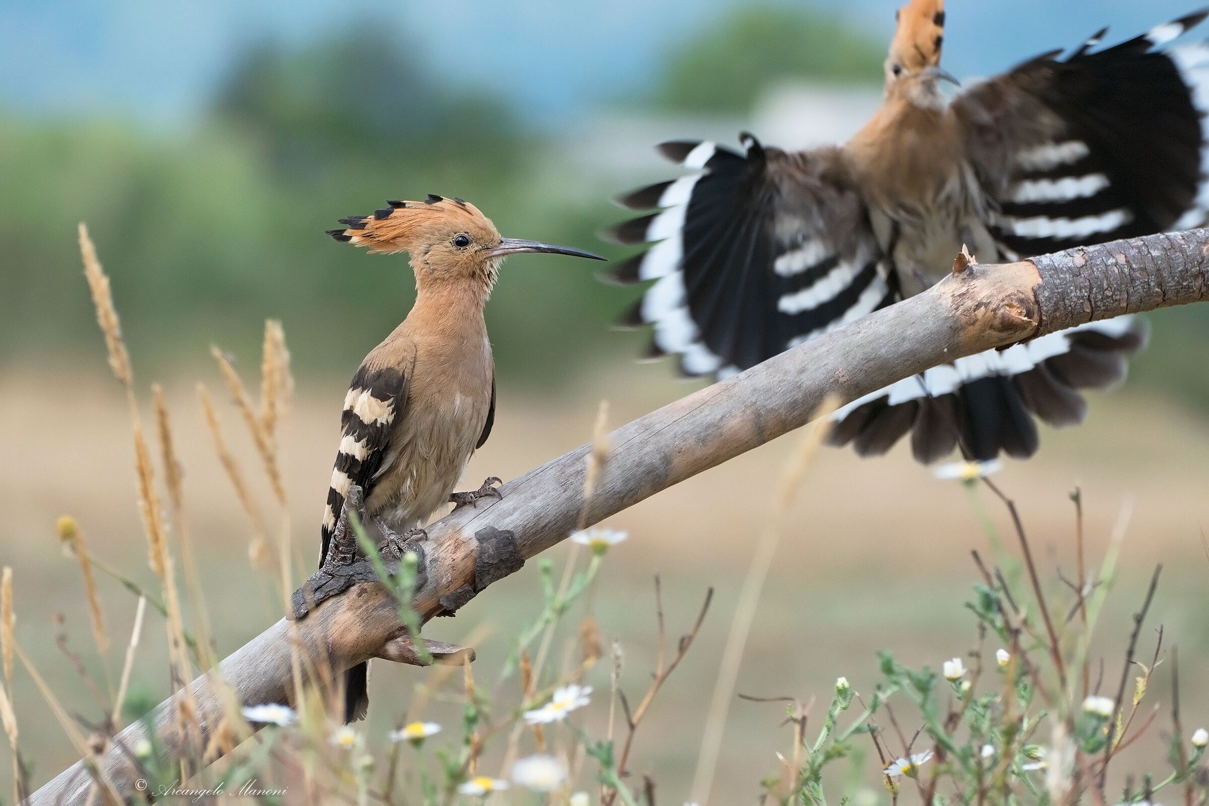 Minacciosamente upupa