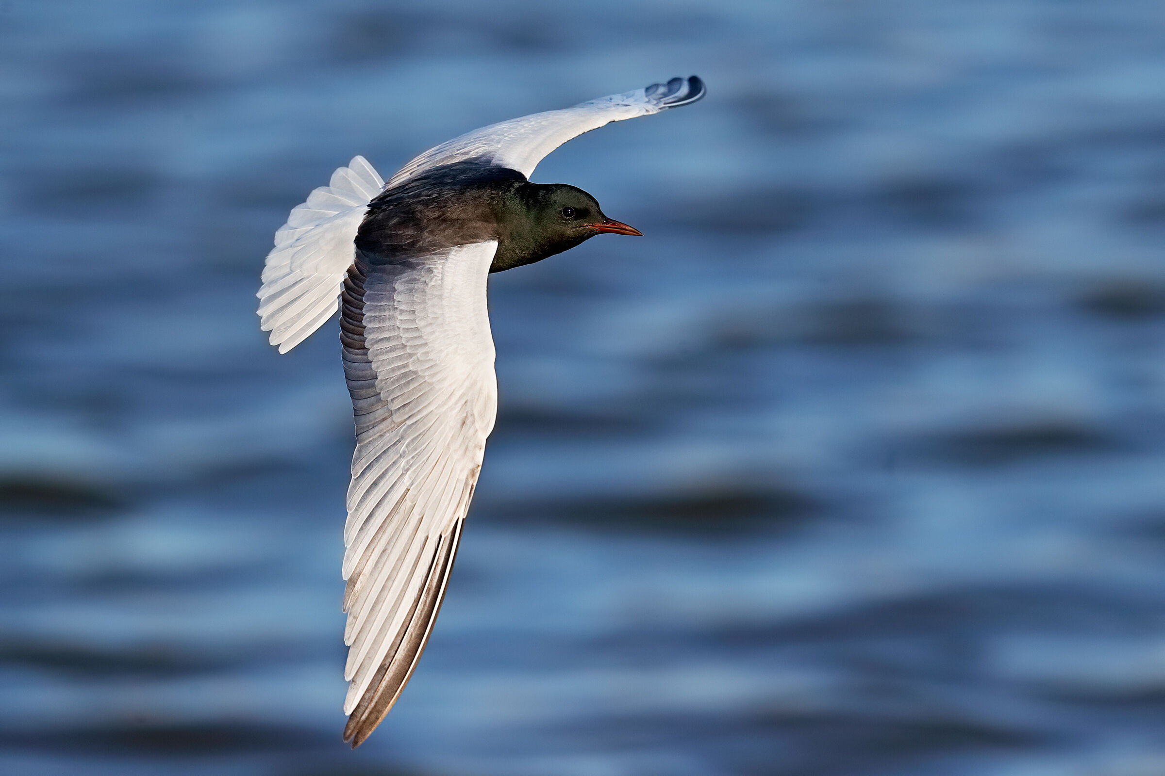 Mignattino alibianche