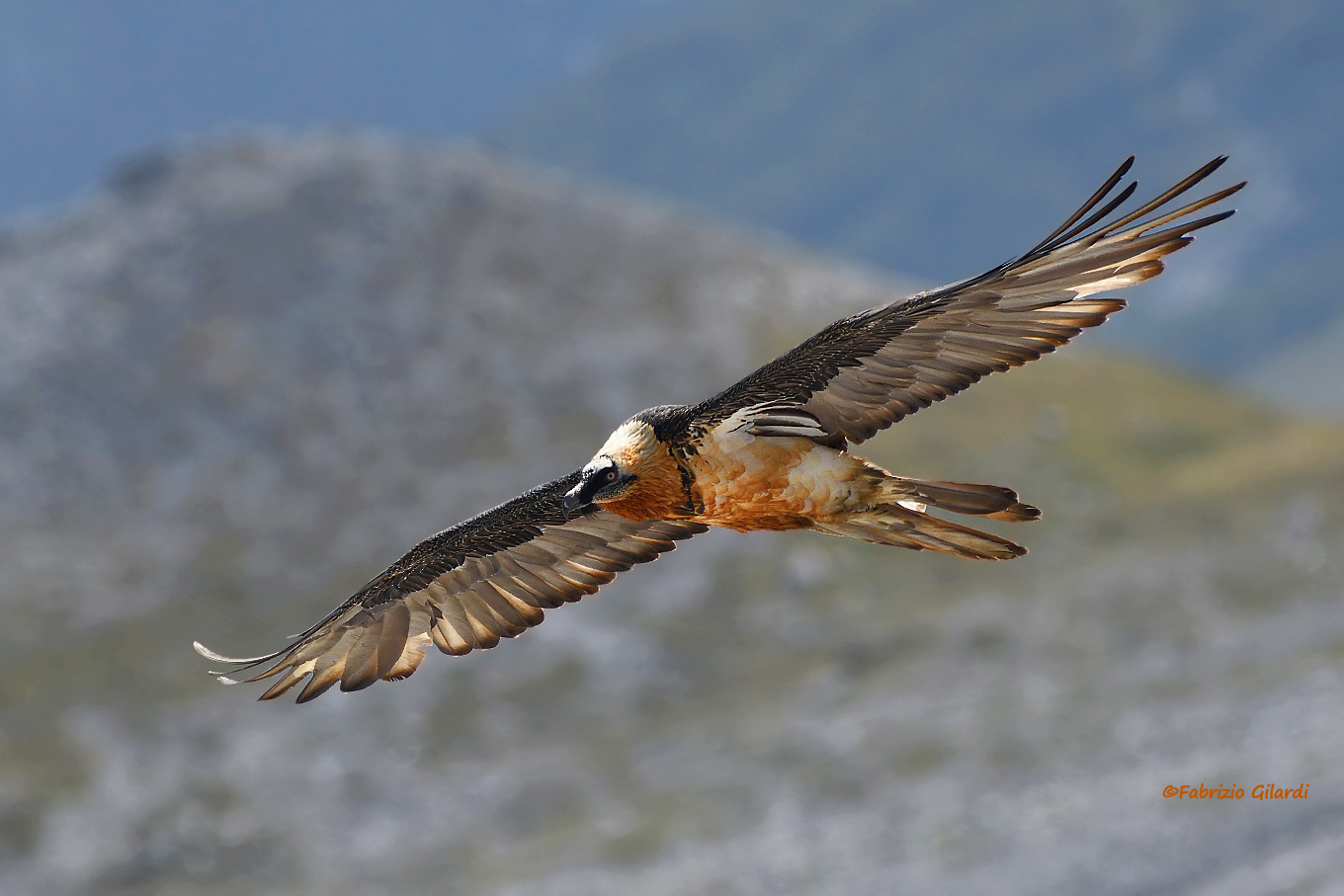 Gypaetus barbatus (Gipeto)