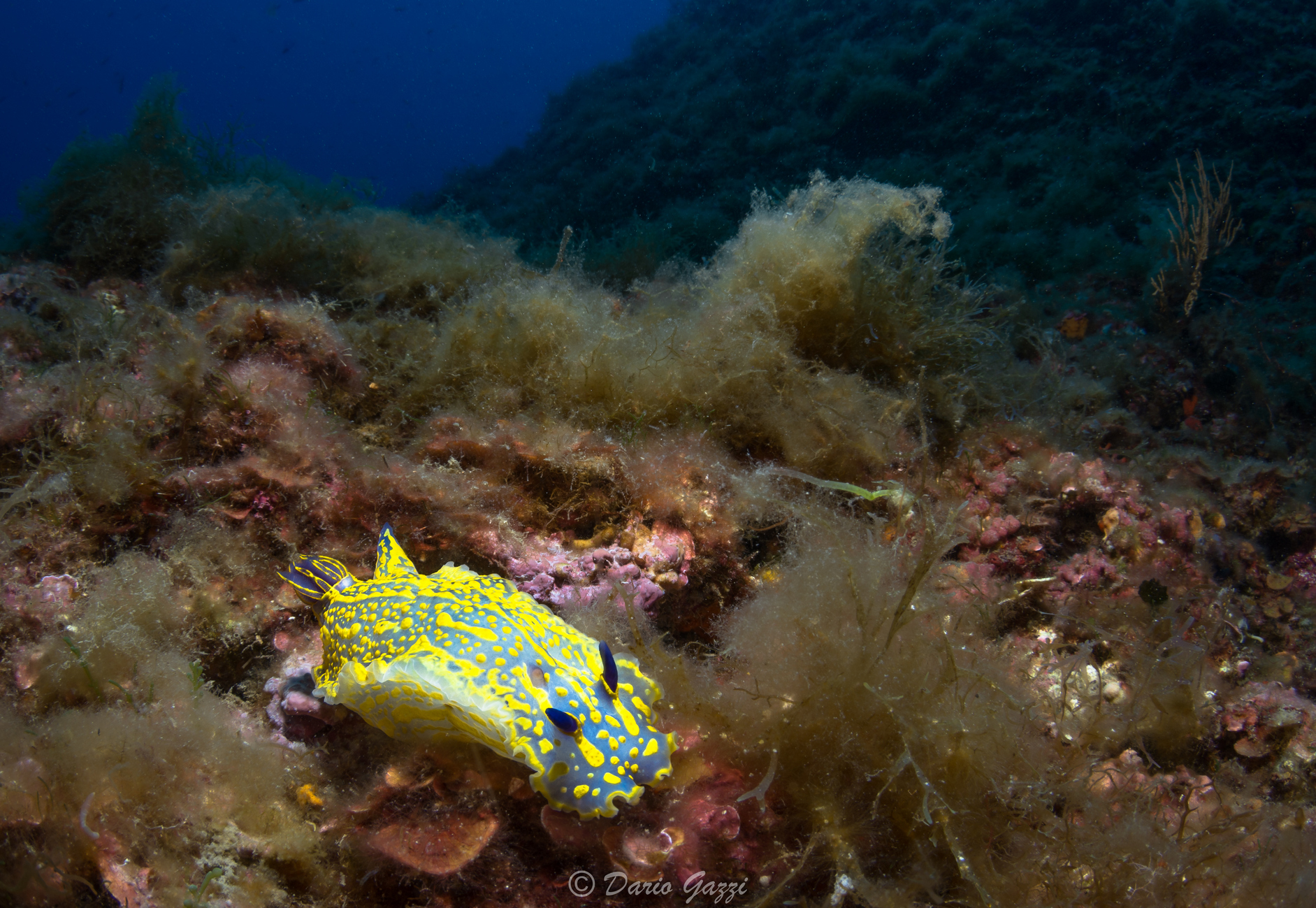 Hypselodoris Picta