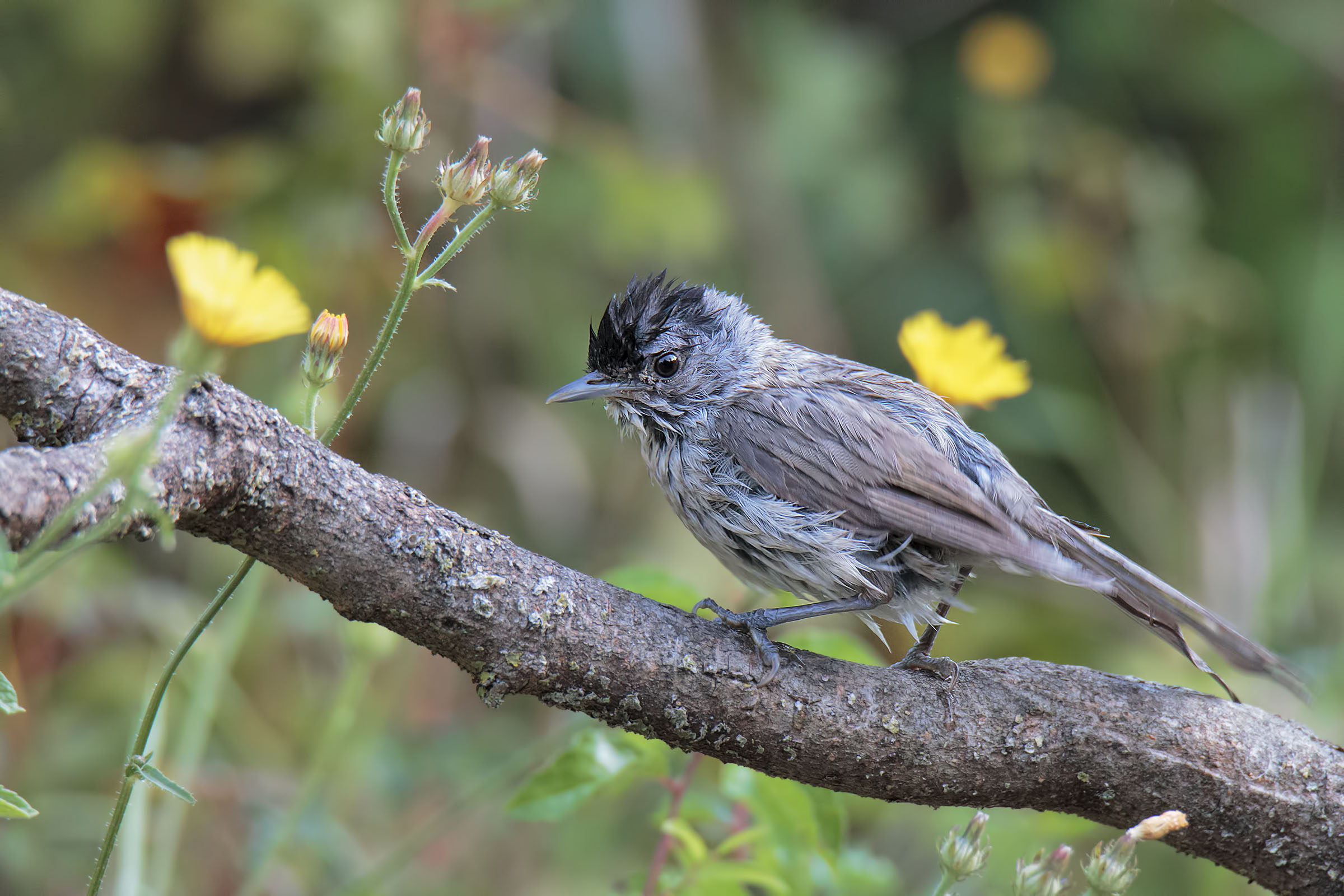 Capinera dopo il bagnetto mattutino