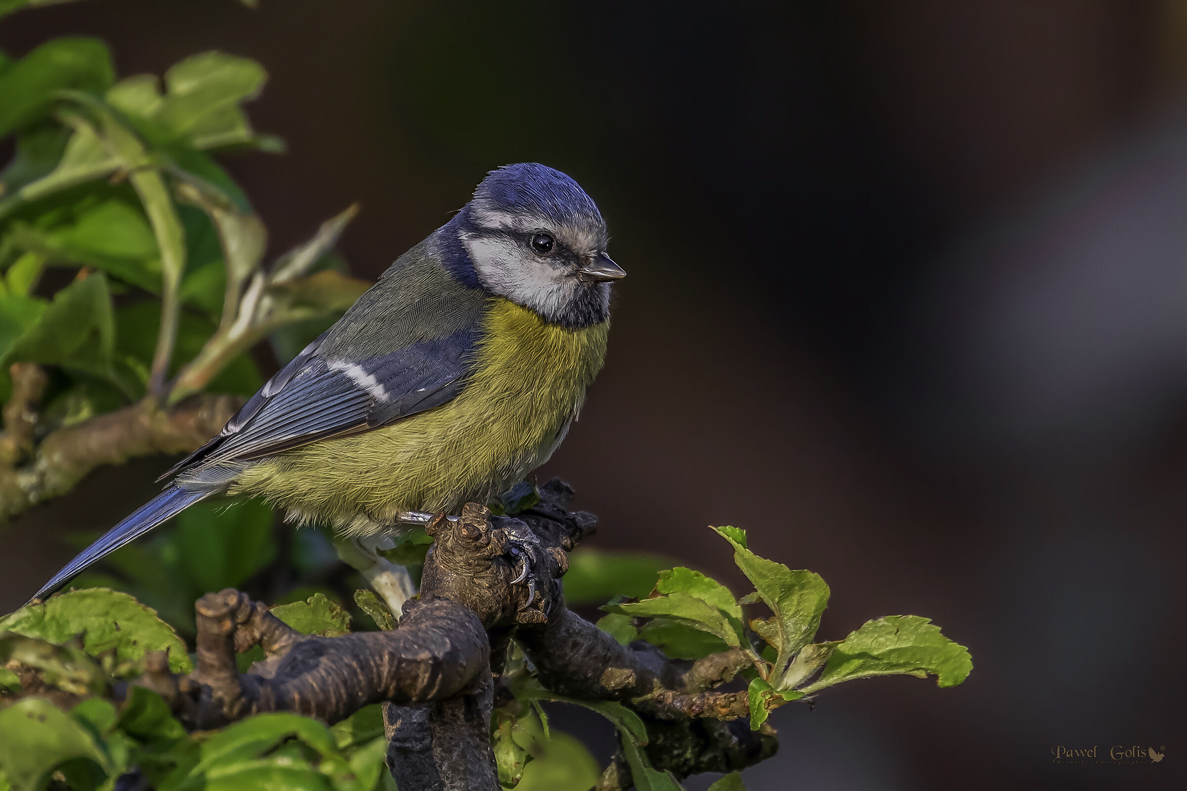 Tit blu eurasiatico (Cianistes caeruleus)