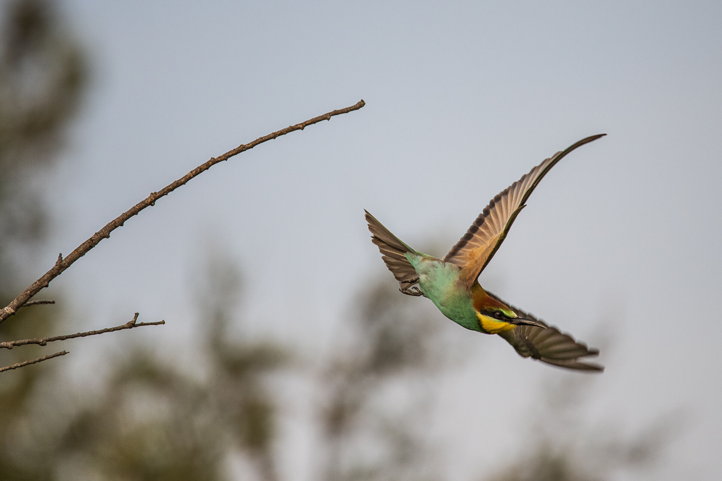 Gruccione in picchiata