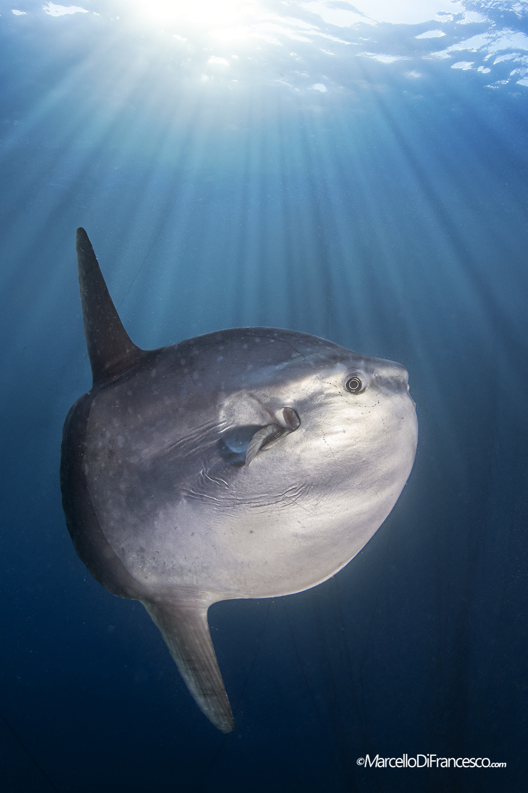 Moonfish (Mola mola) - Ligurian Sea