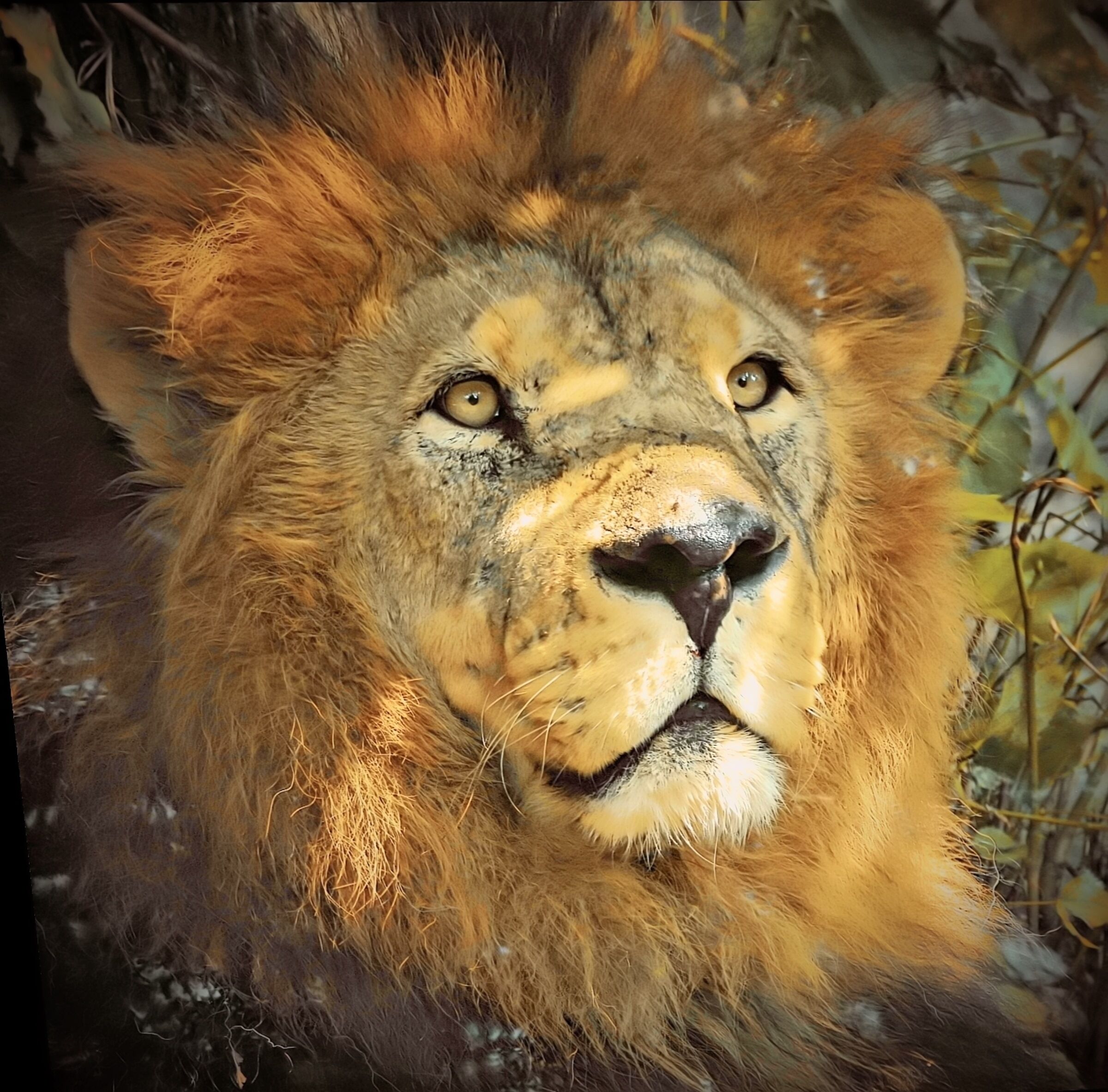 Ritratto di leone