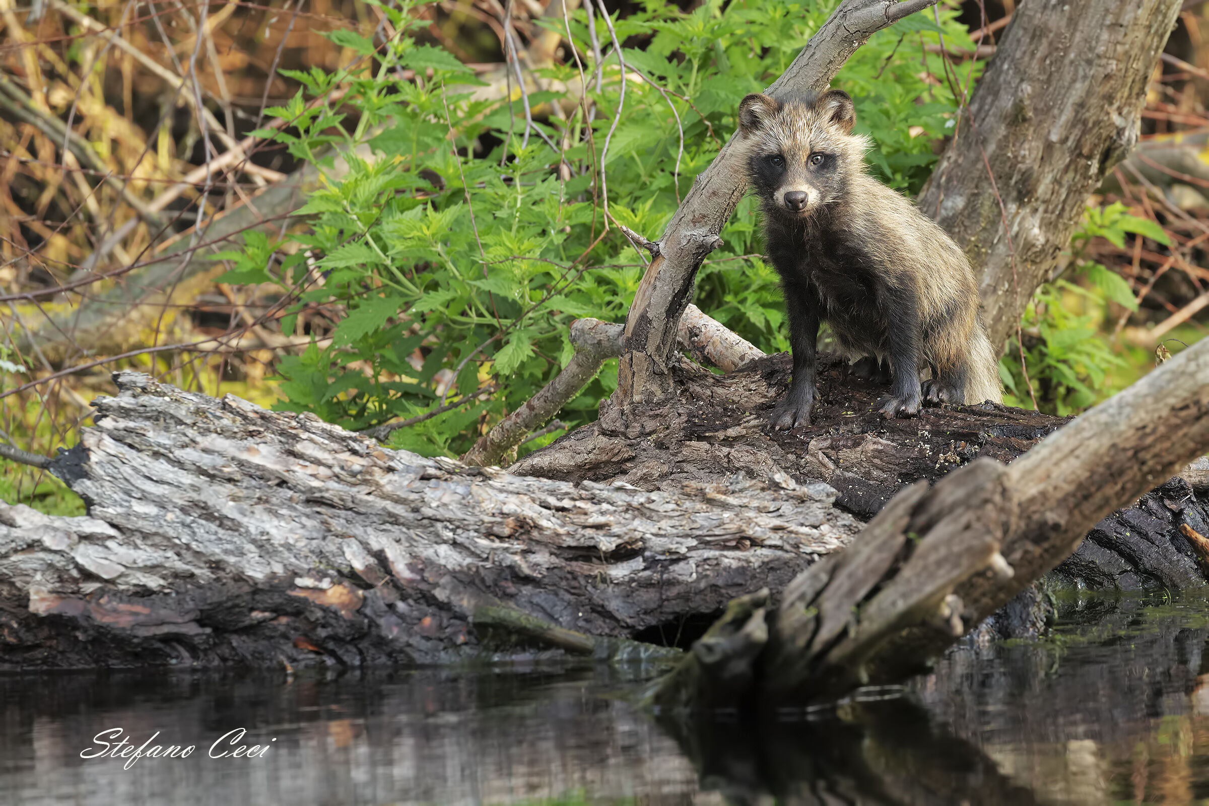 Nittereute o Cane Procione