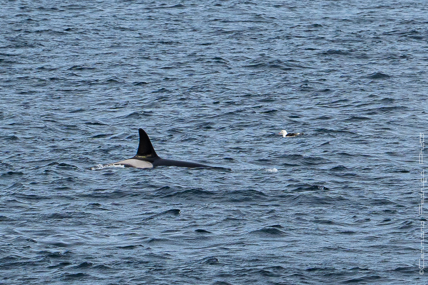 Orca - Isole Lofoten
