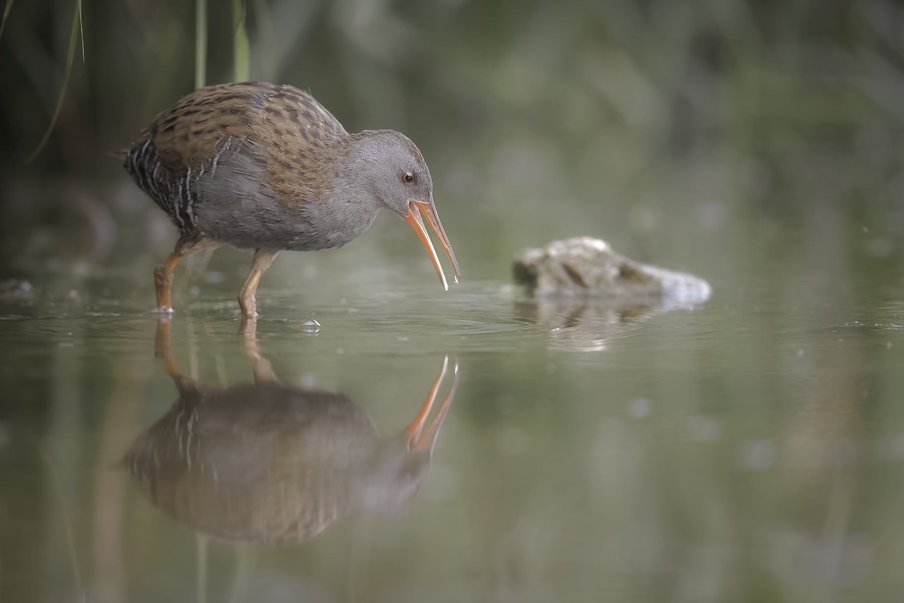 Porciglione 29/08/2019