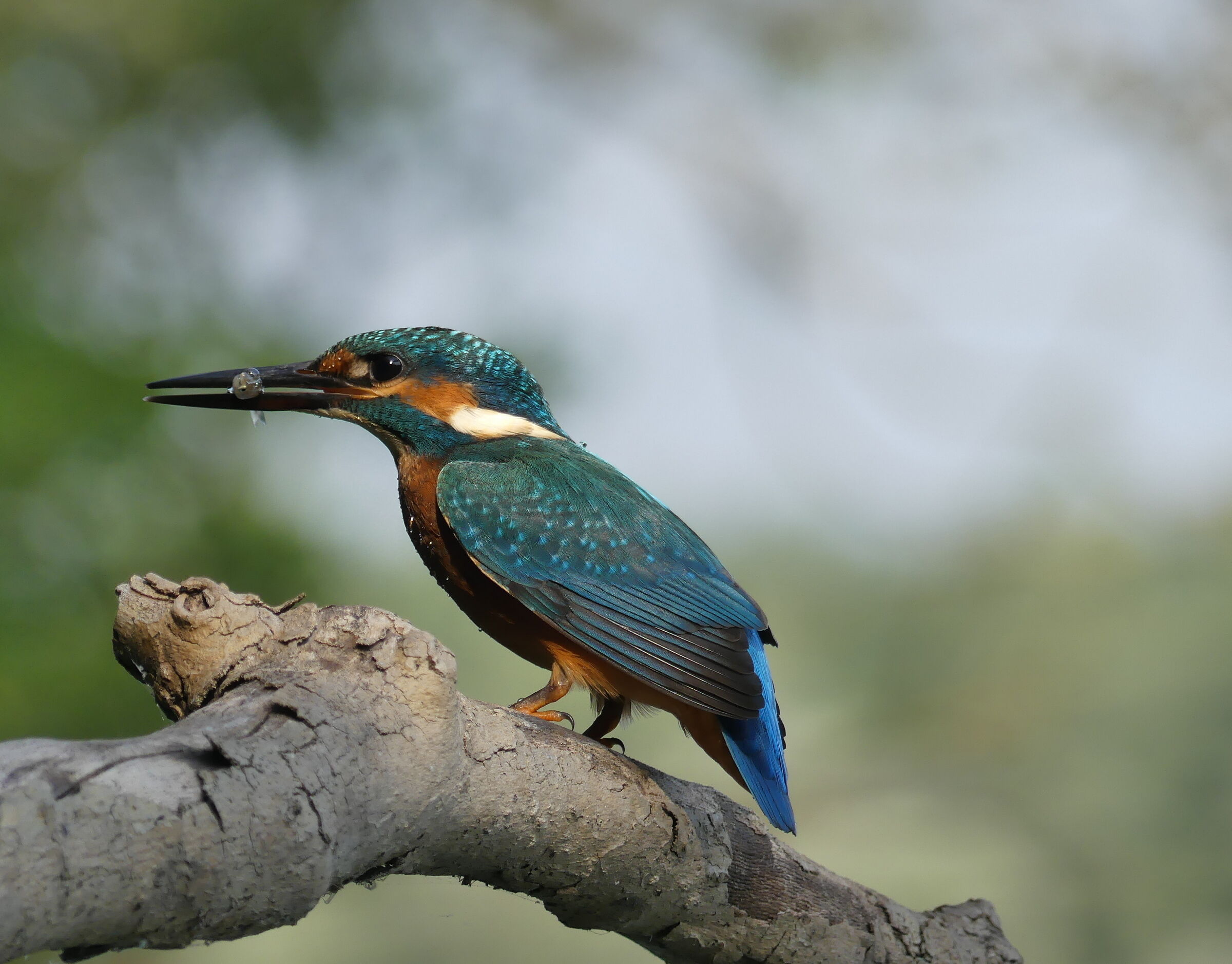 la bolla d'aria del pesciolino
